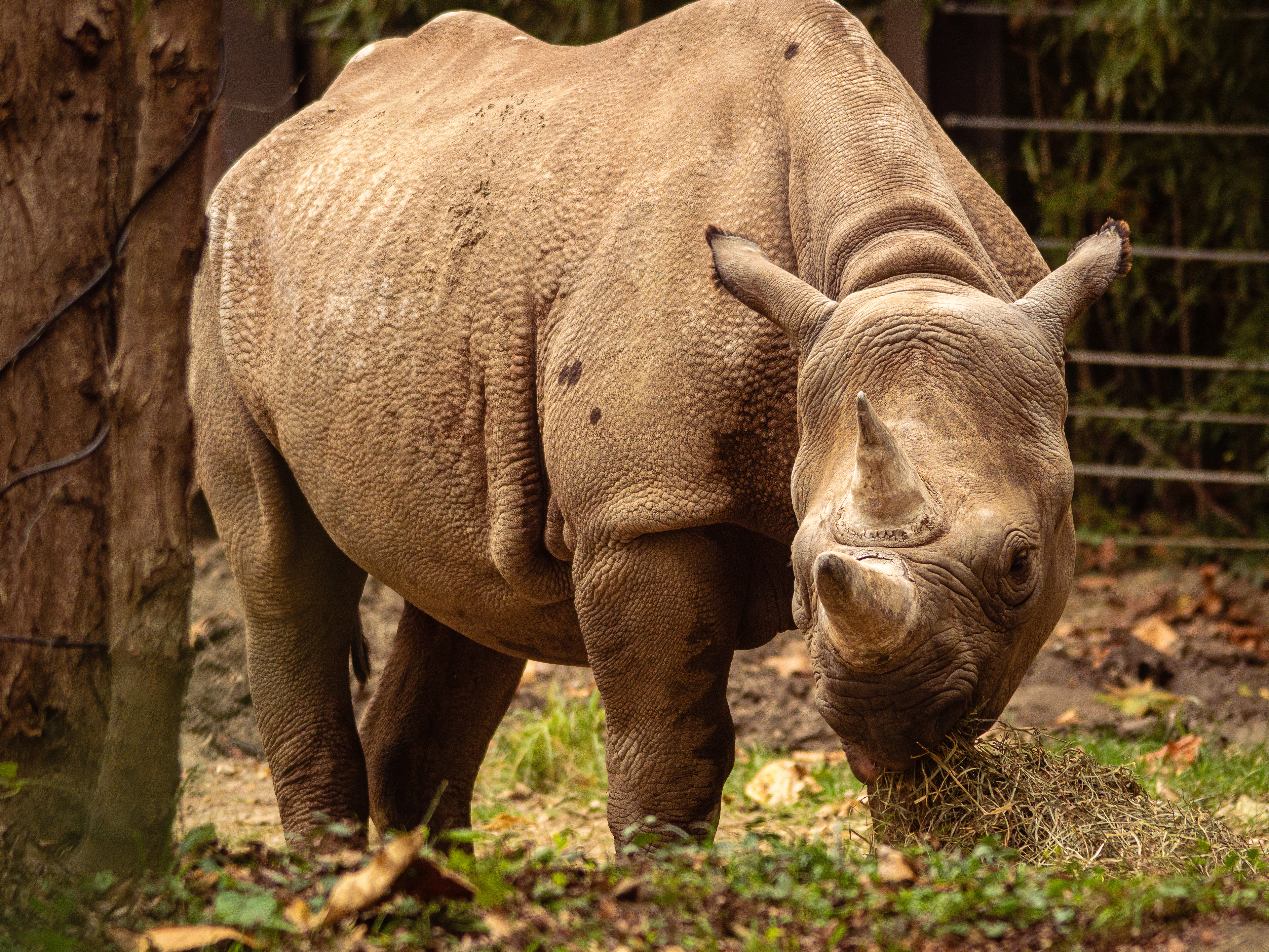 Rhino