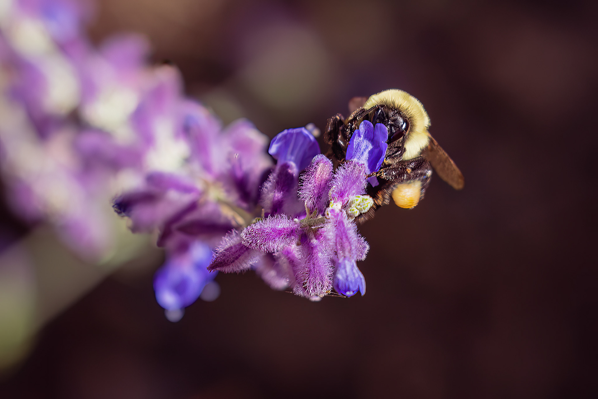 Bee on Purple