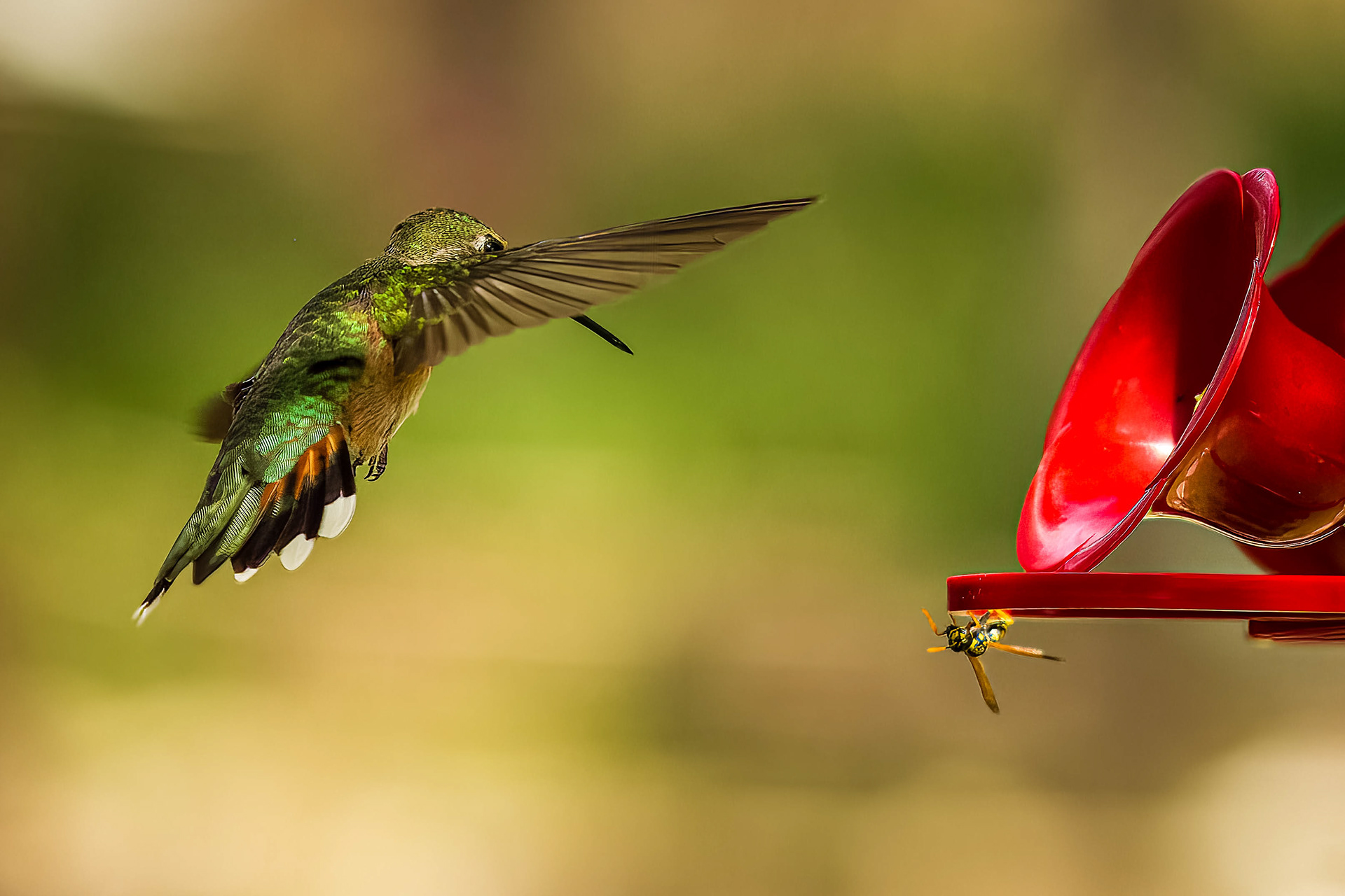 Hummingbird and Wasp