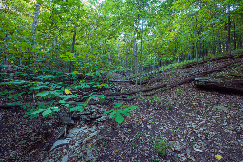 Missouri Forest