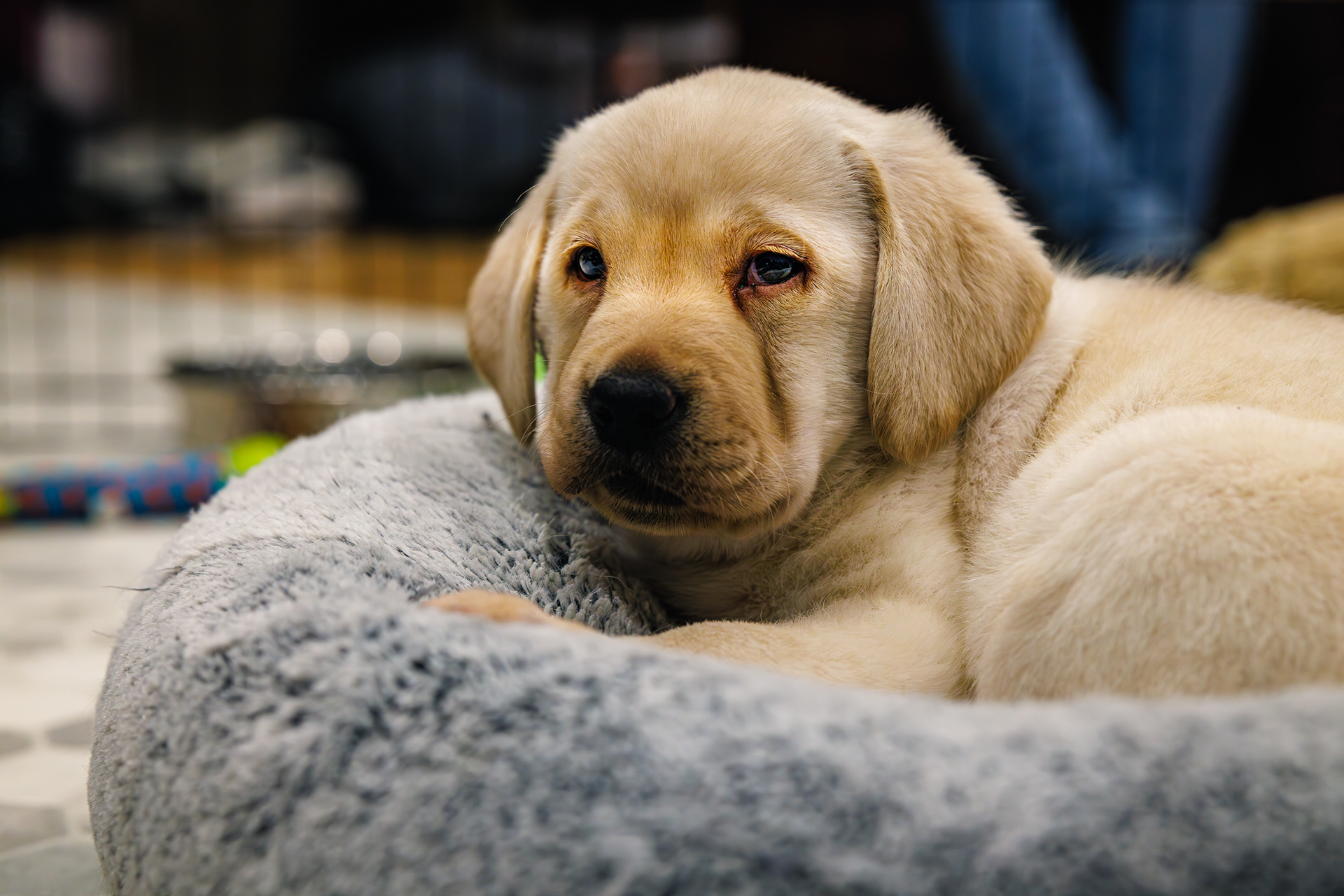 Archie, 10 seconds from sleep