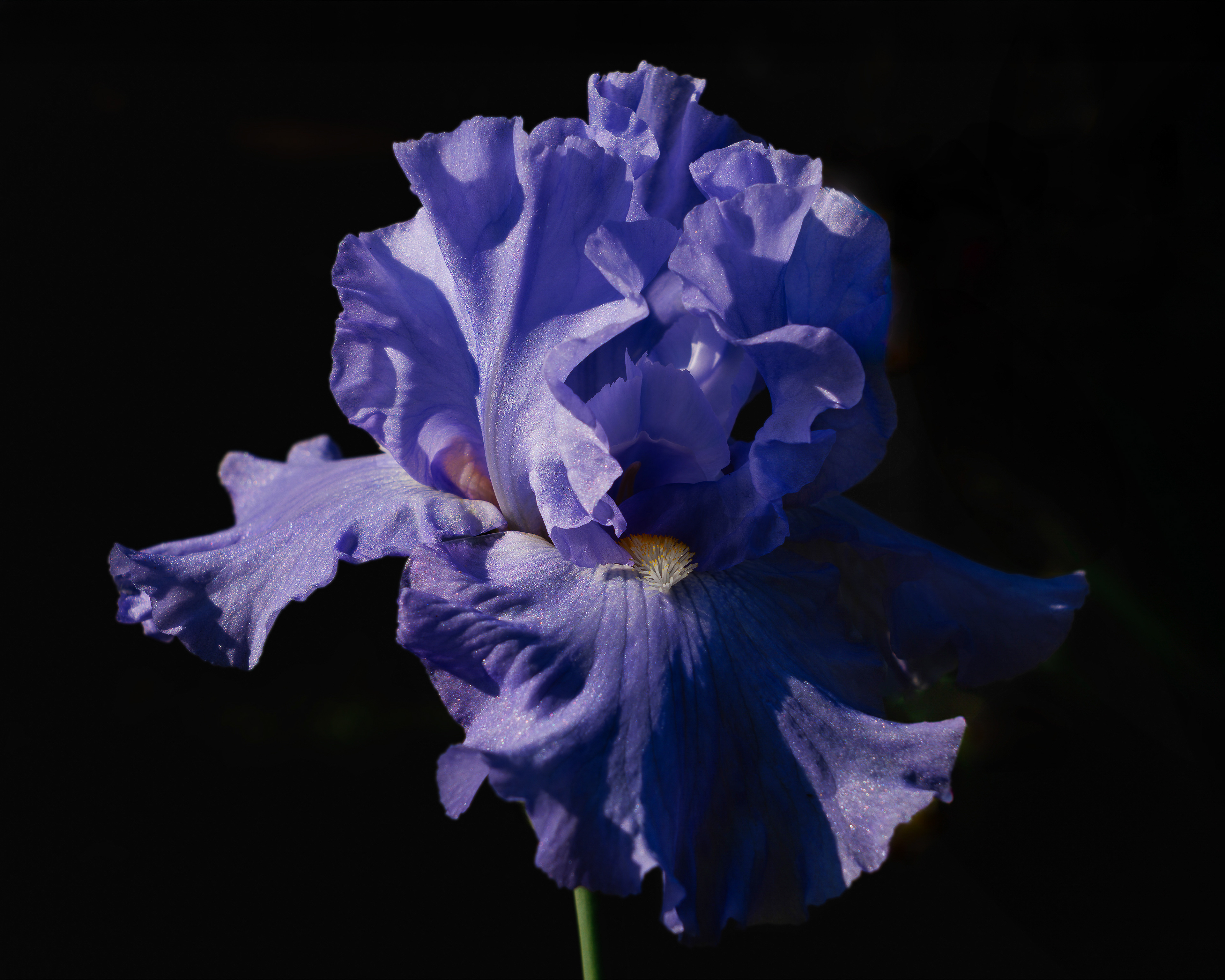 Lavender Iris, St. Louis, Missouri