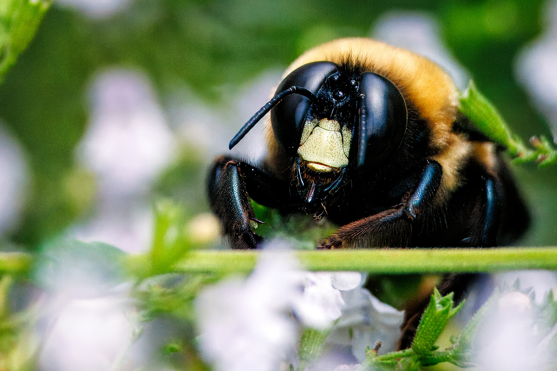 Macro Bee
