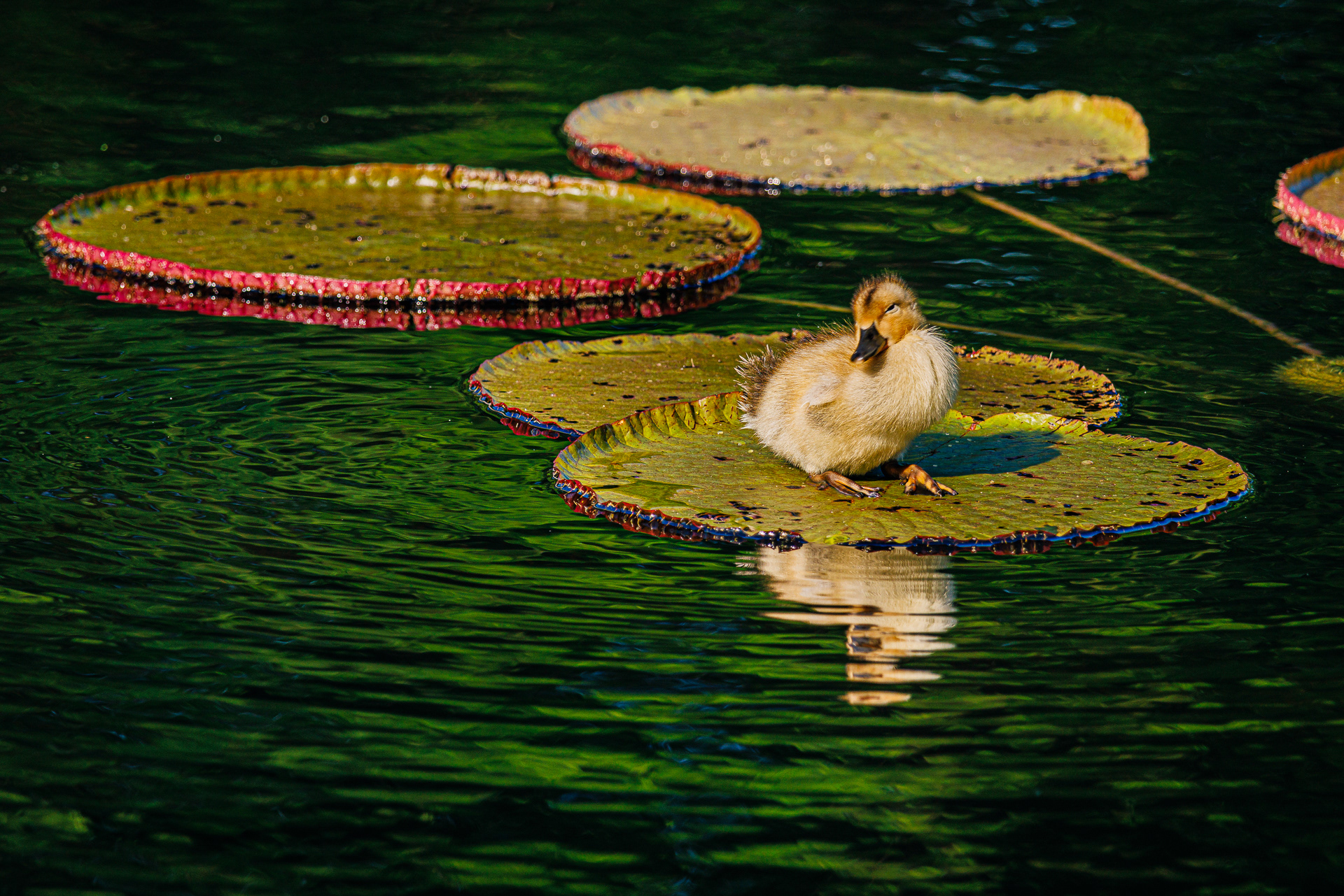 Ducks on the Pond