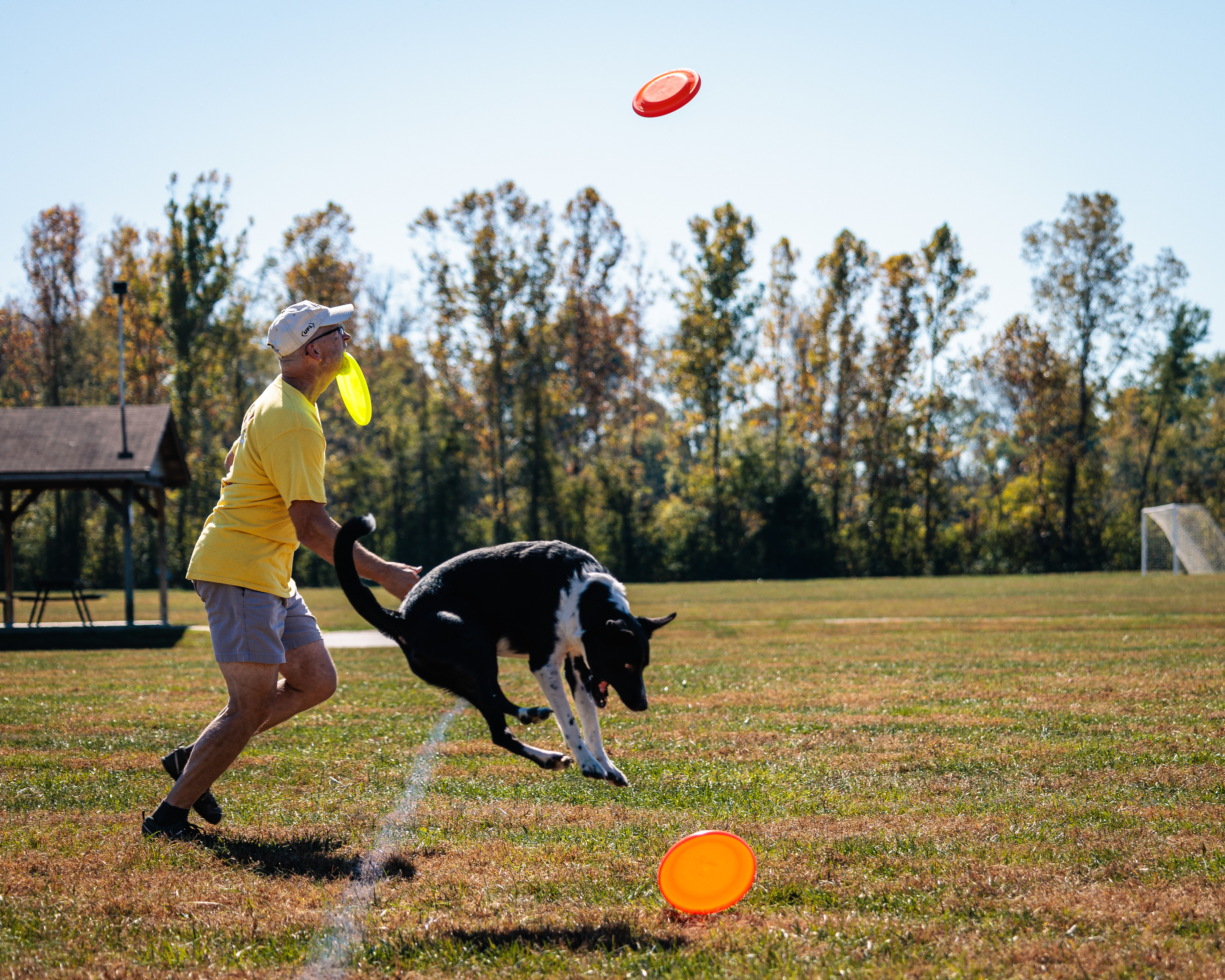 Disc Dogs