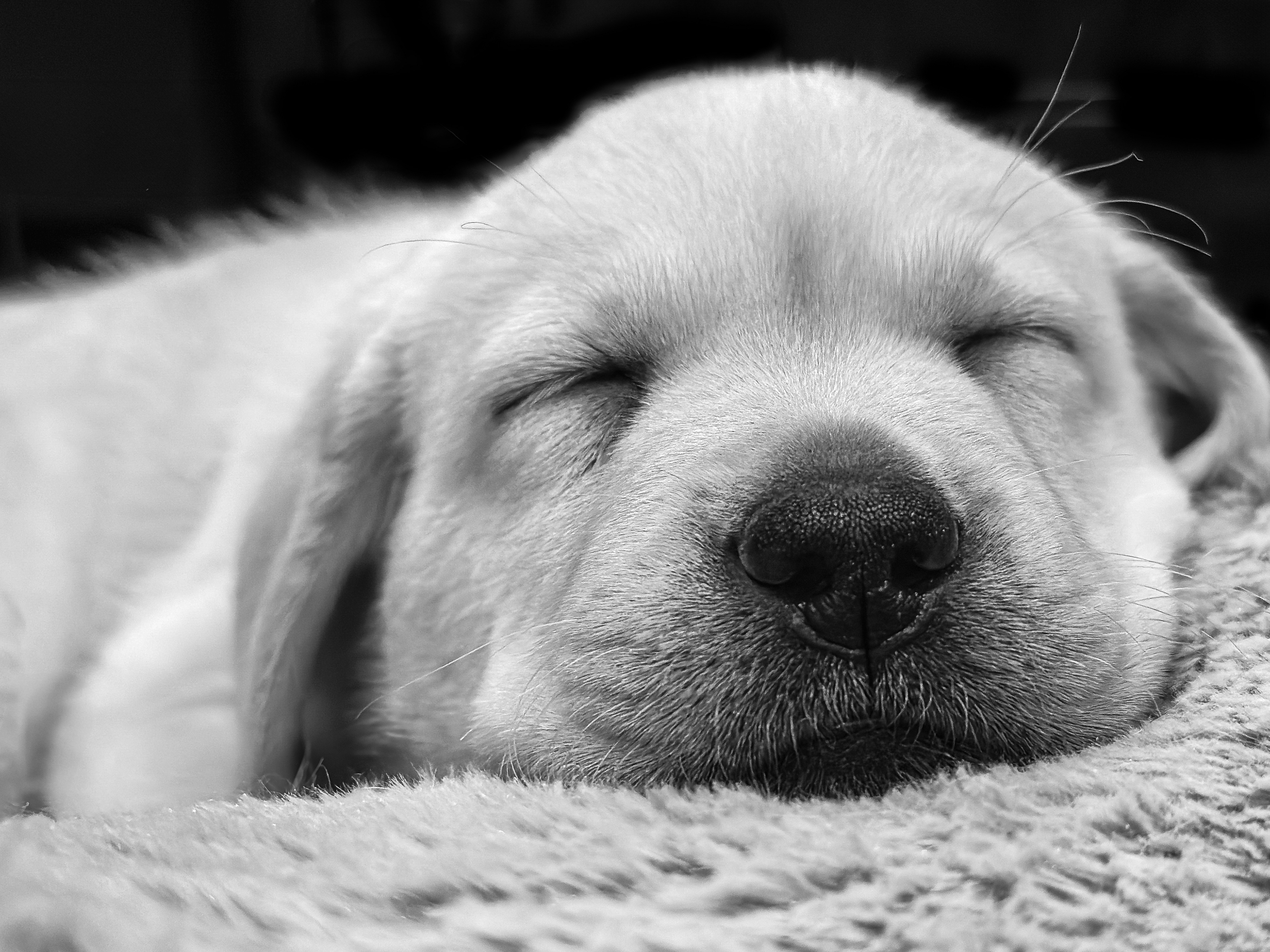 Archie, sleeping lab puppy