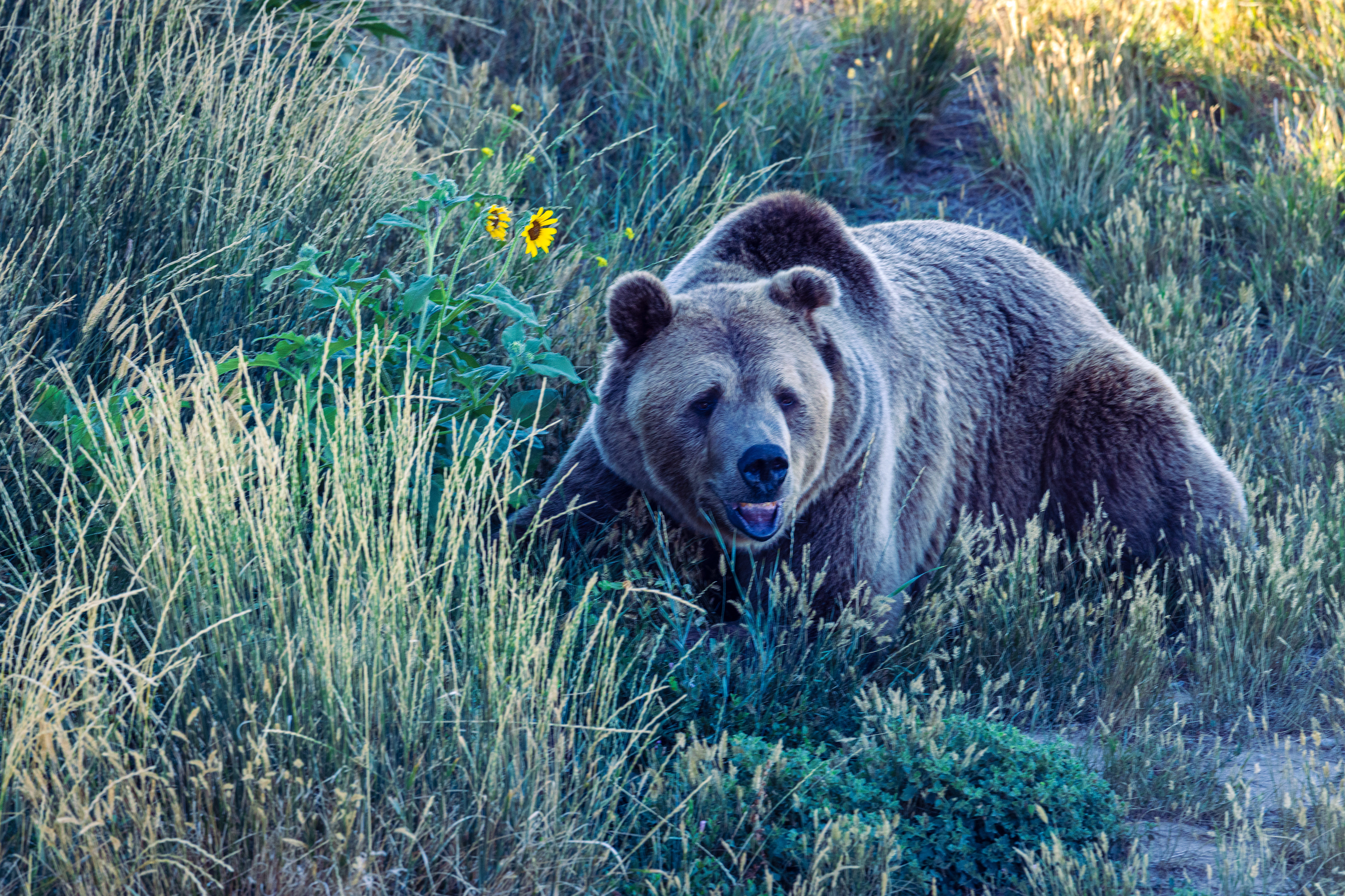 Grizzly Bear