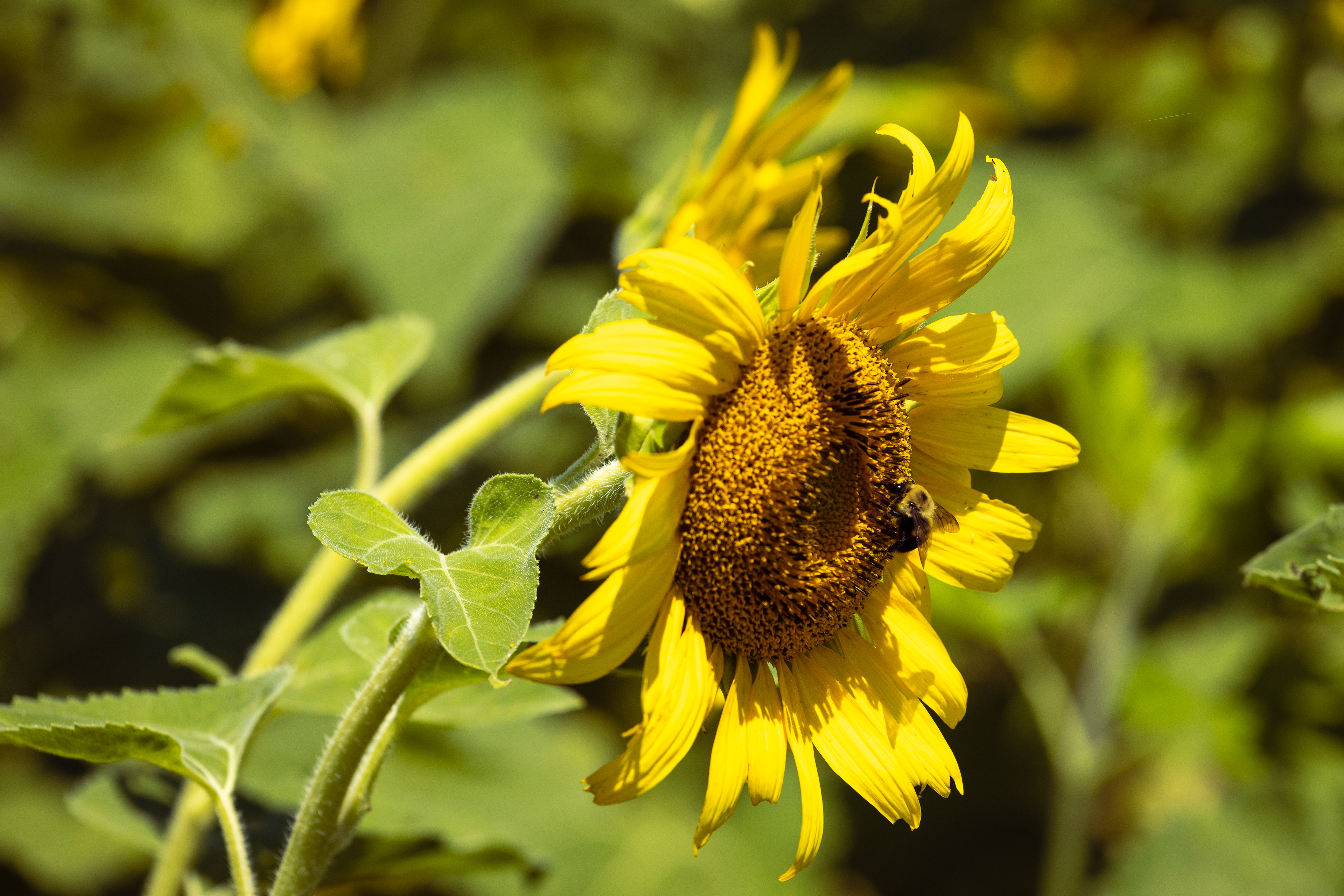 Bee on Sunflower