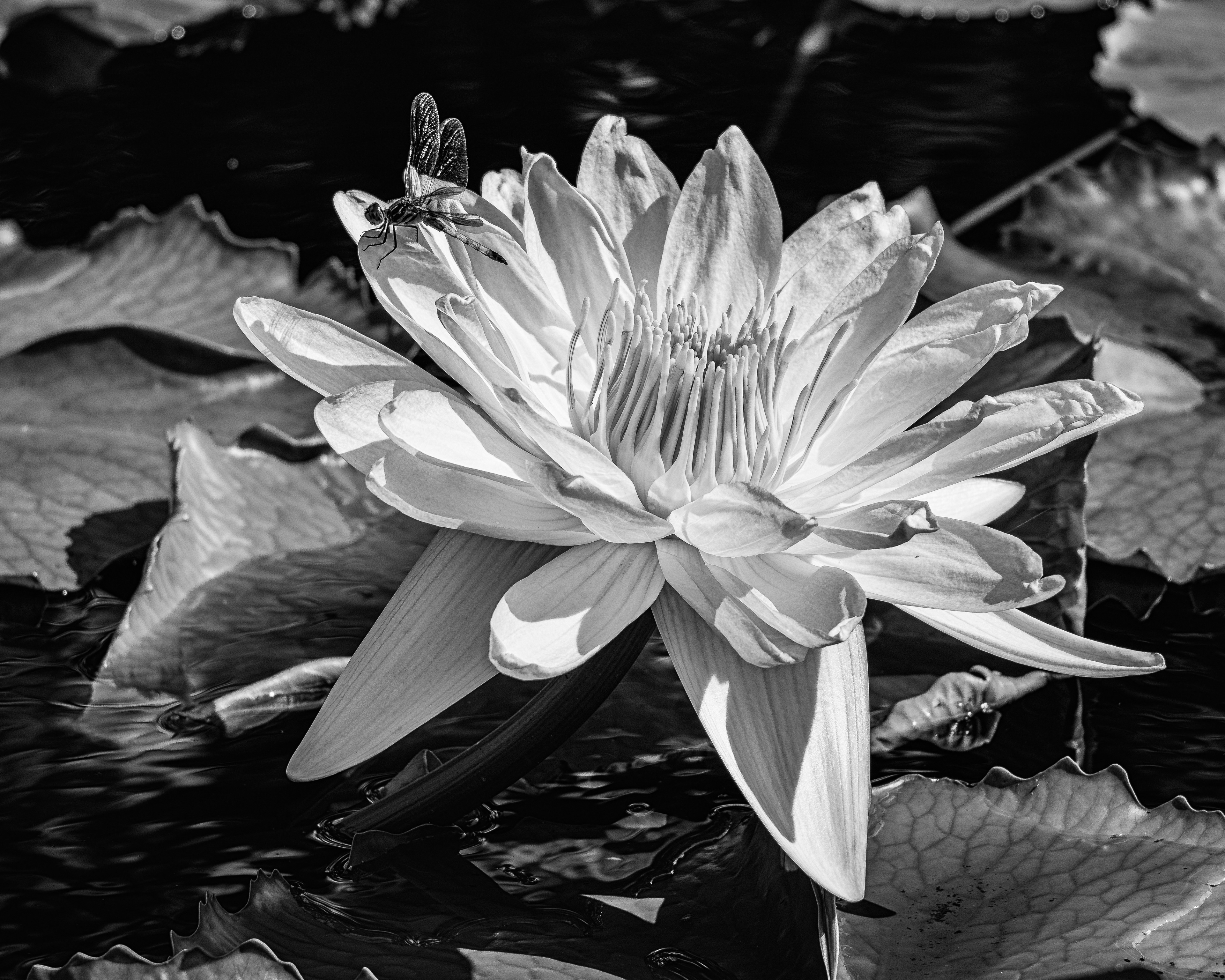 Monochrome Water Lily