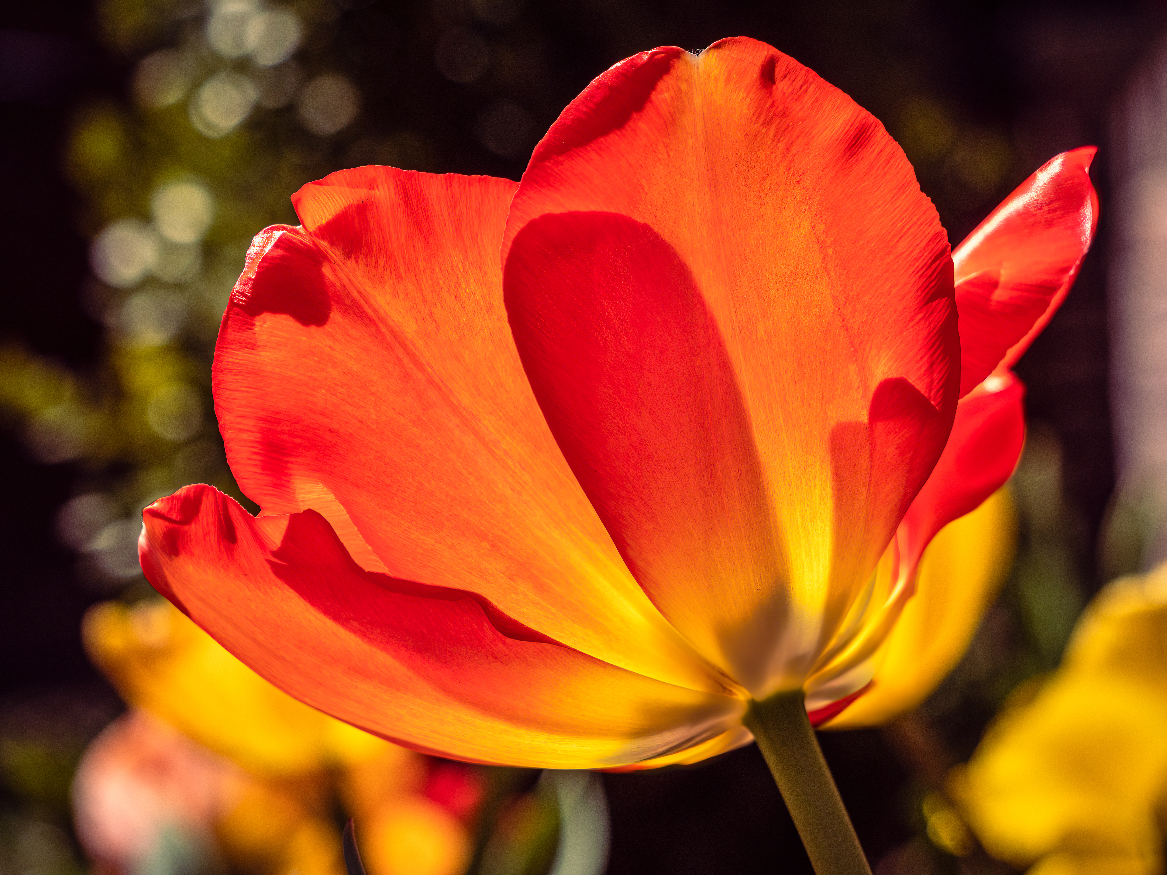 Macro Tulip