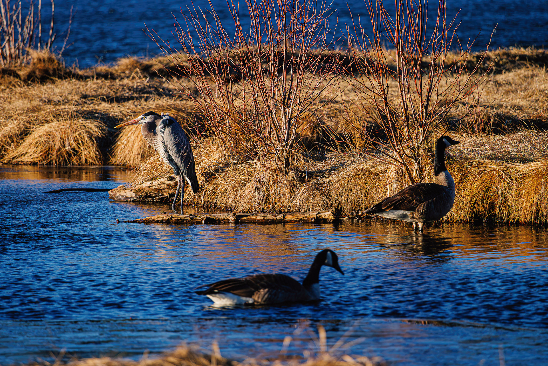 Reflections on Ecology