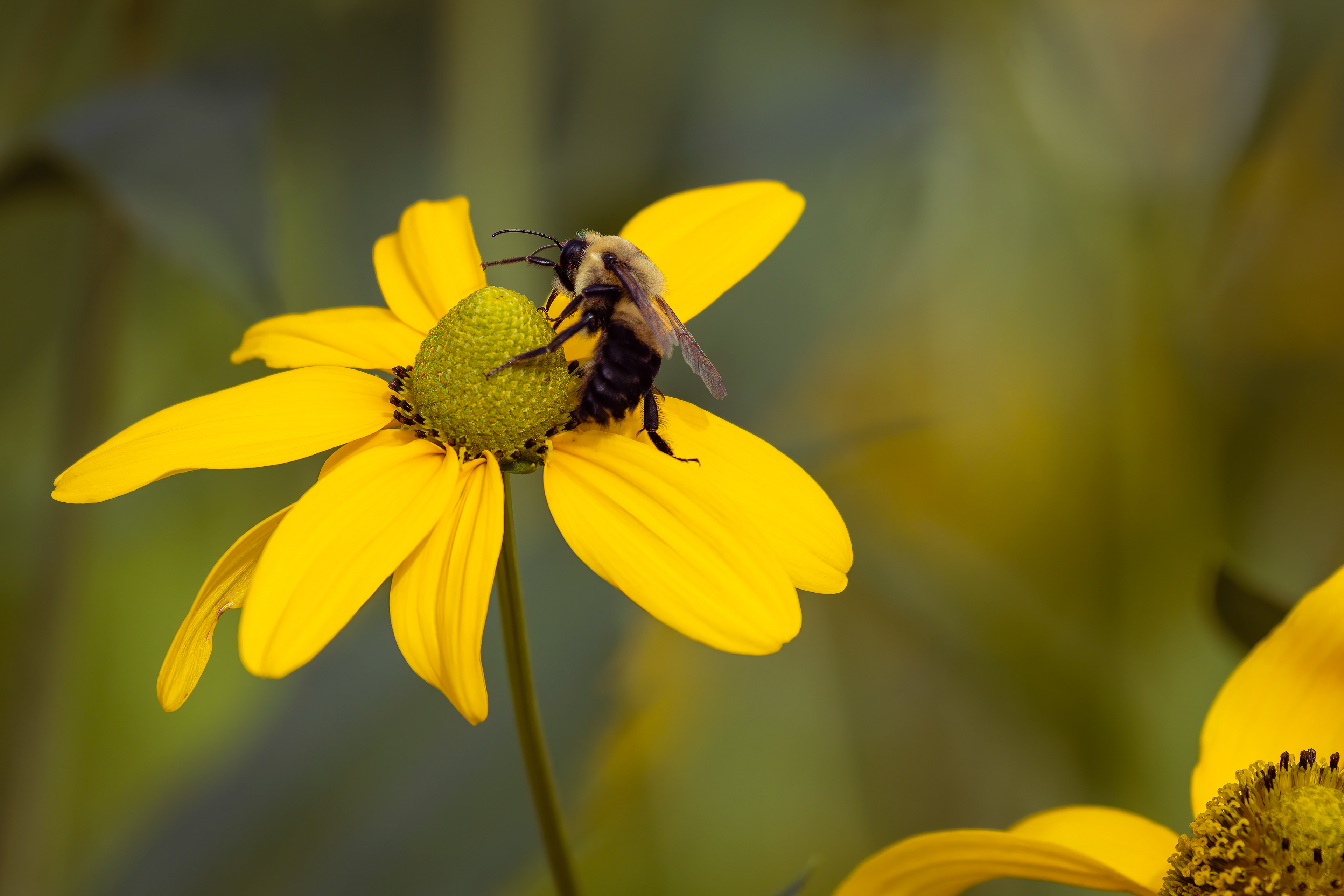 Bee on Daisy
