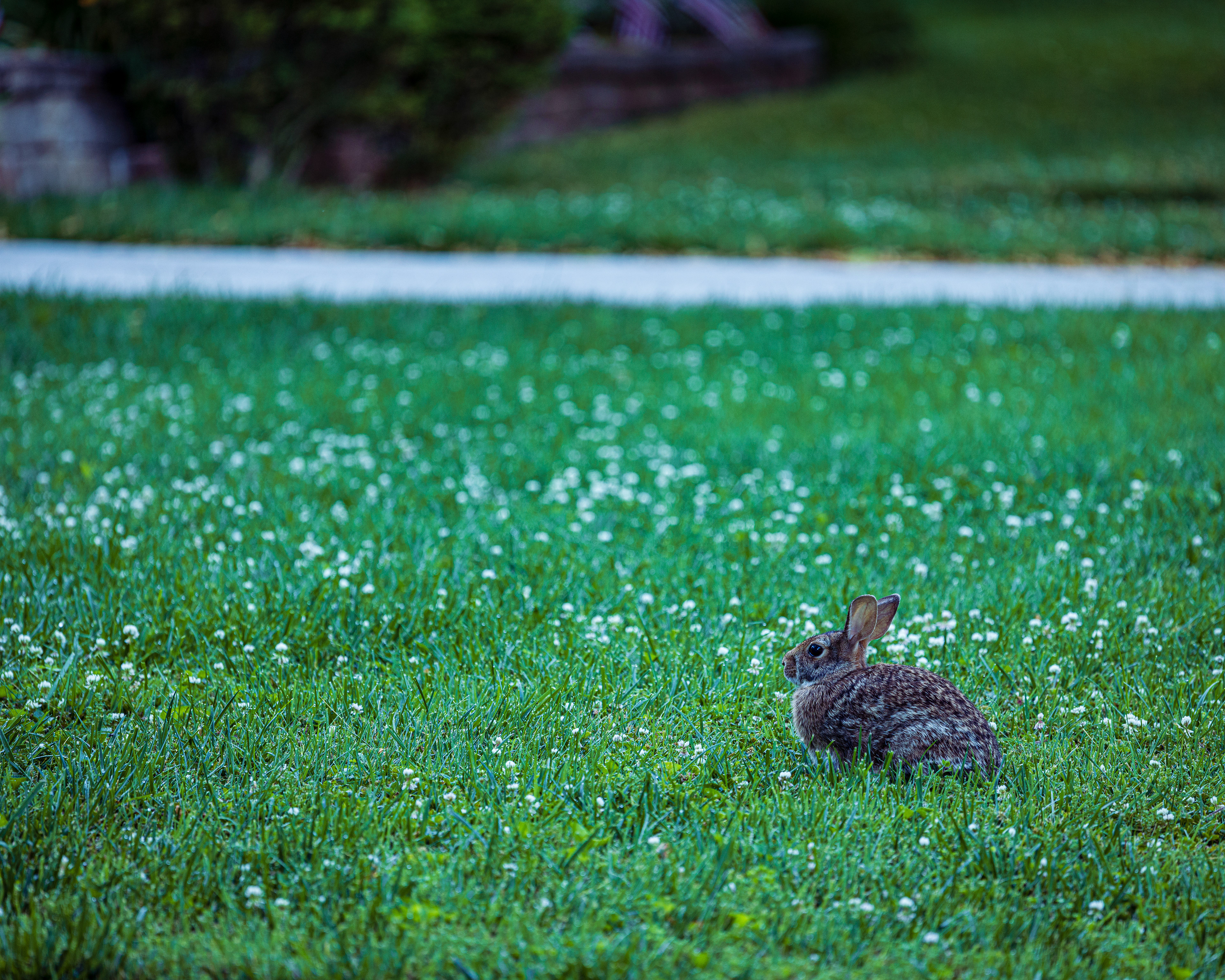 Rabbit