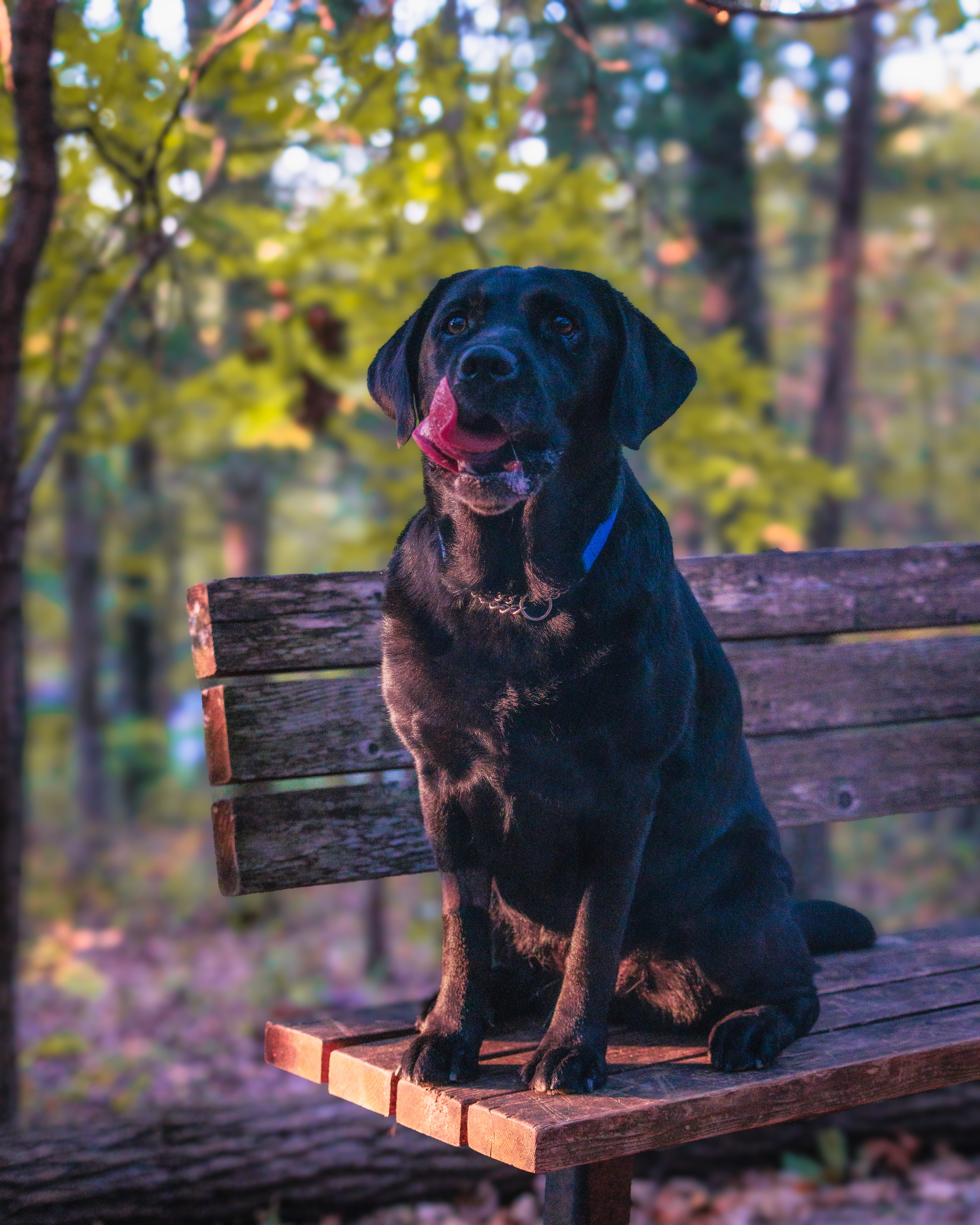 Two Labrador Retriever Sitting