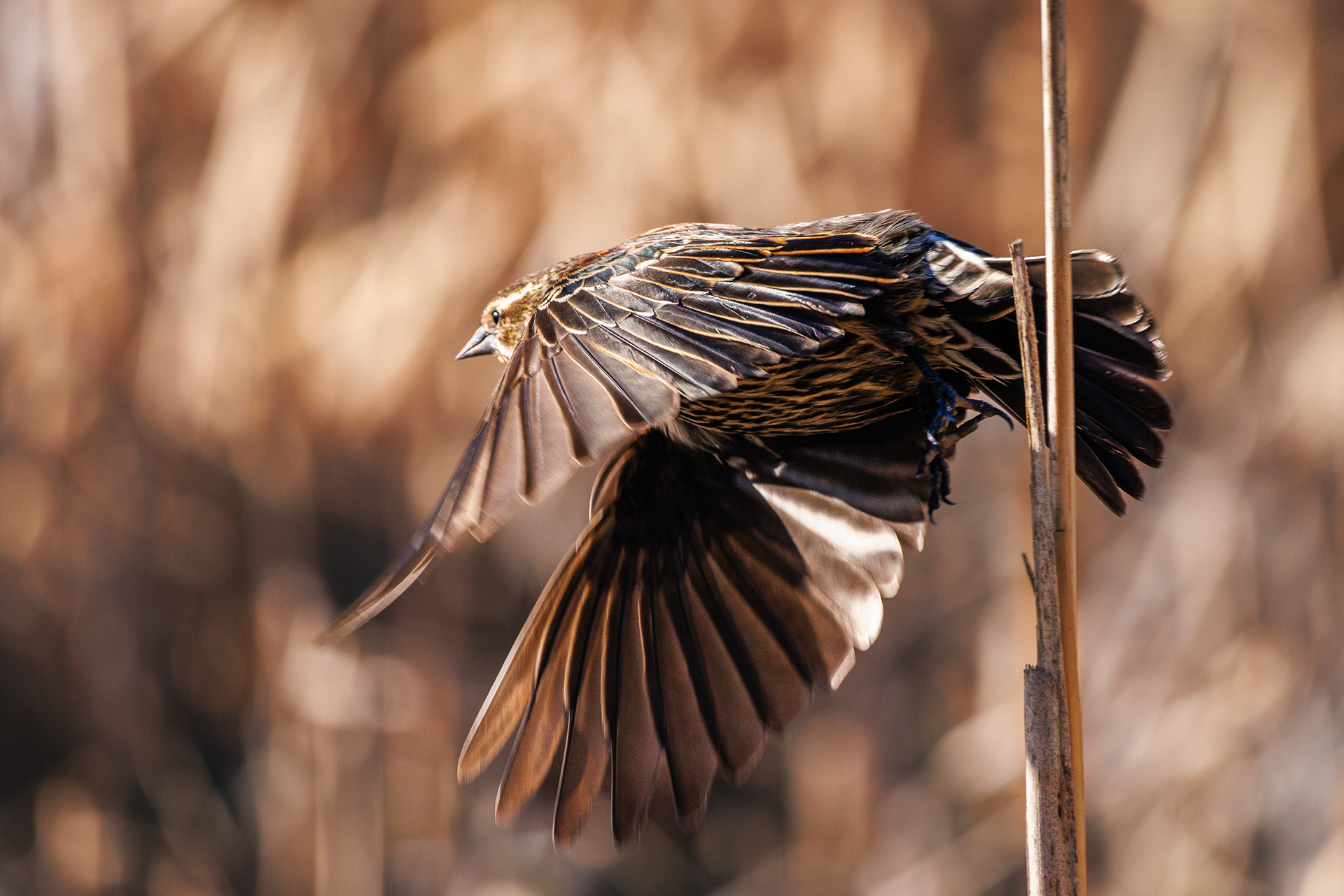 Red Wing Black Bird
