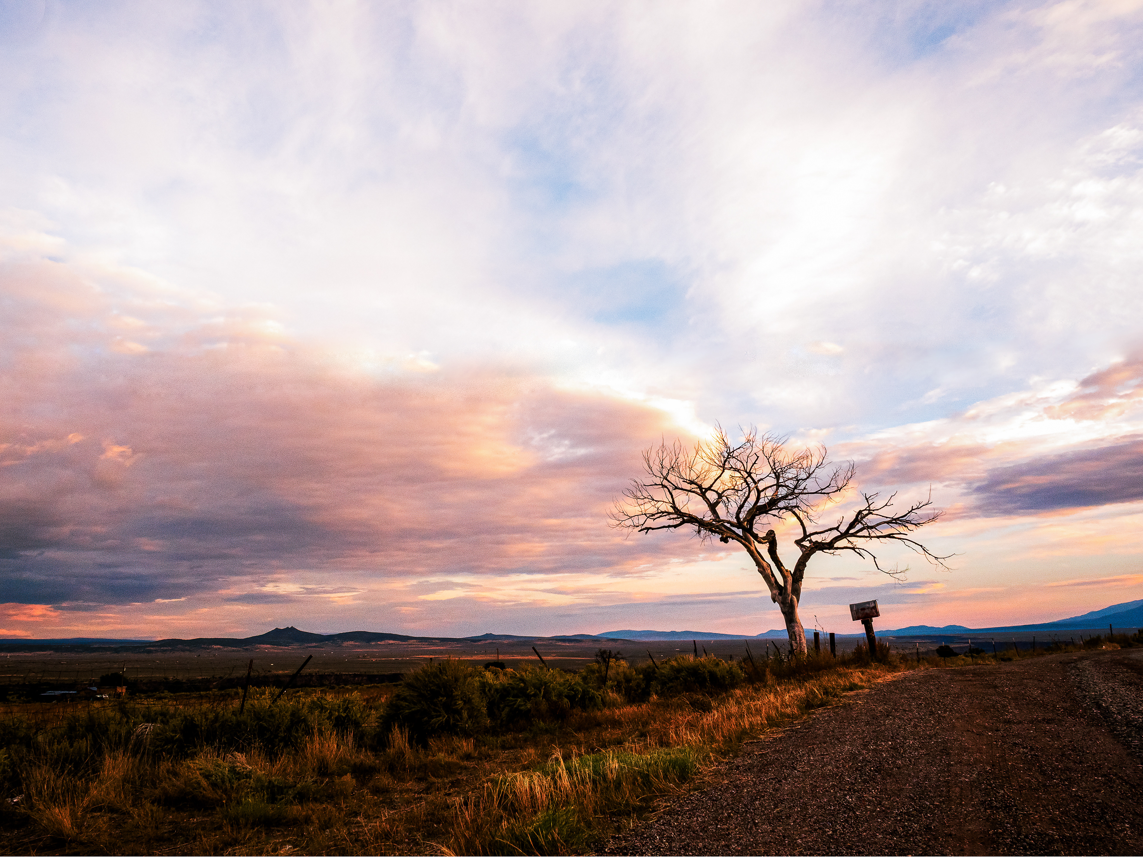 Lone Tree Taos, New Mexico