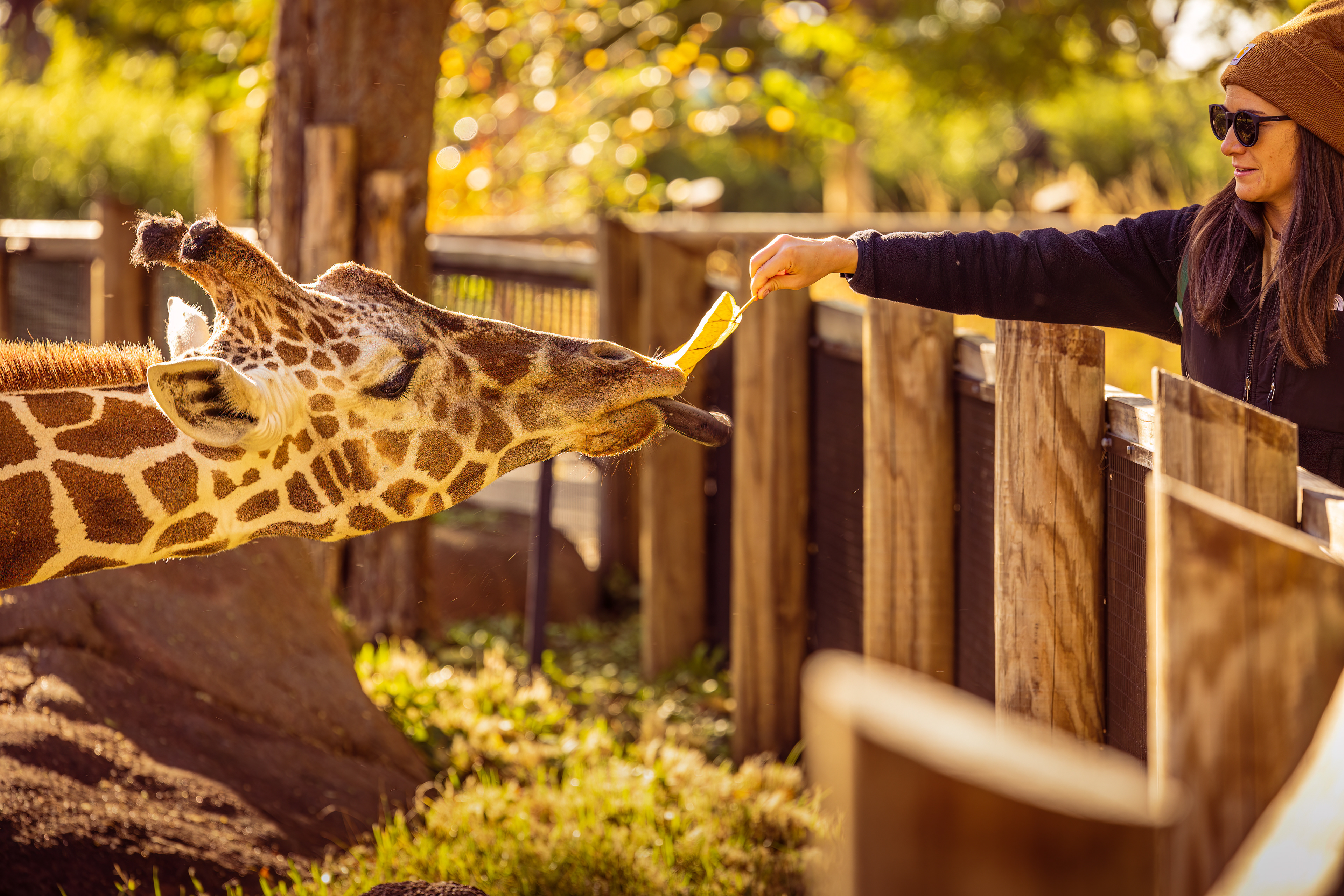 Giraffe