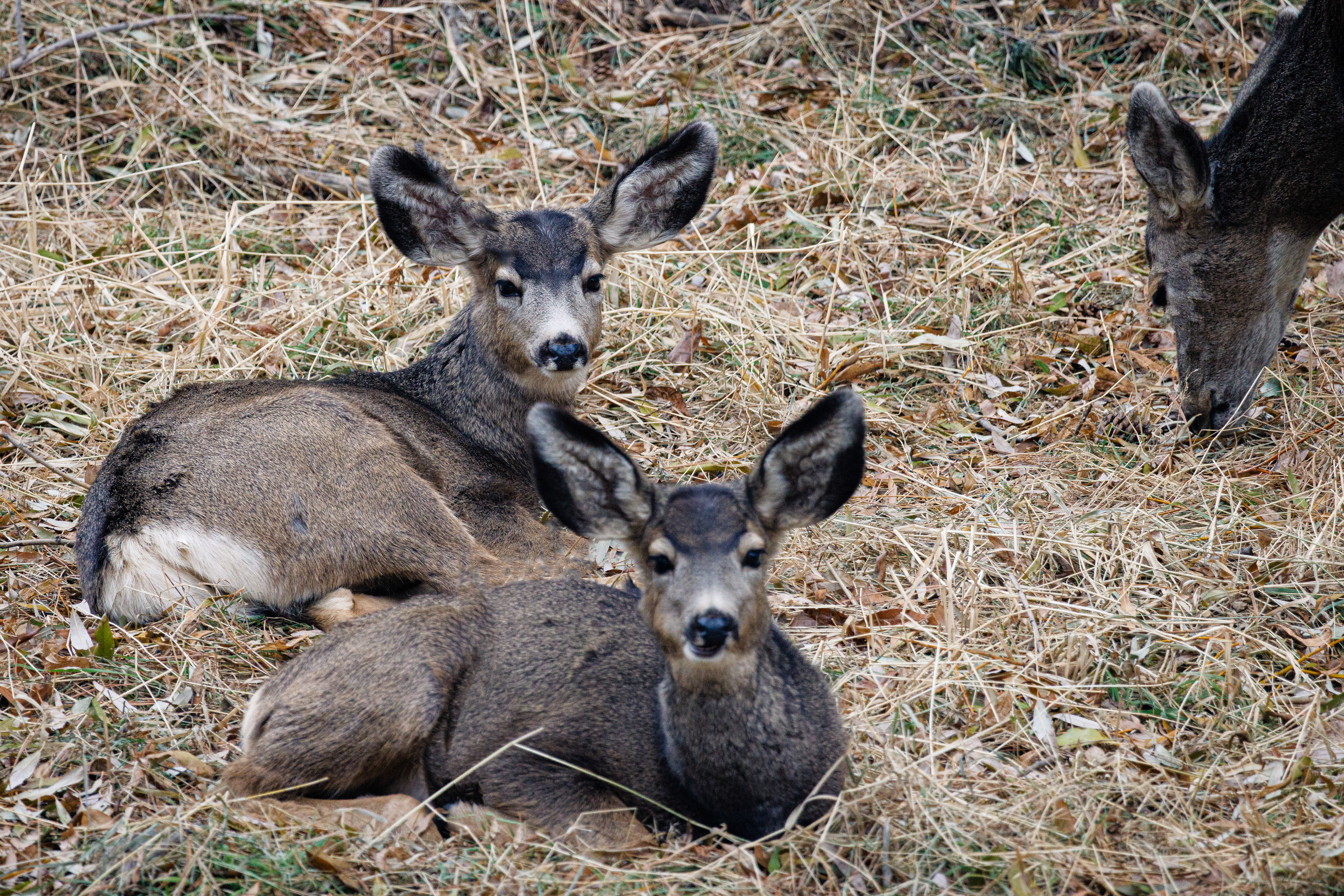 3 deer