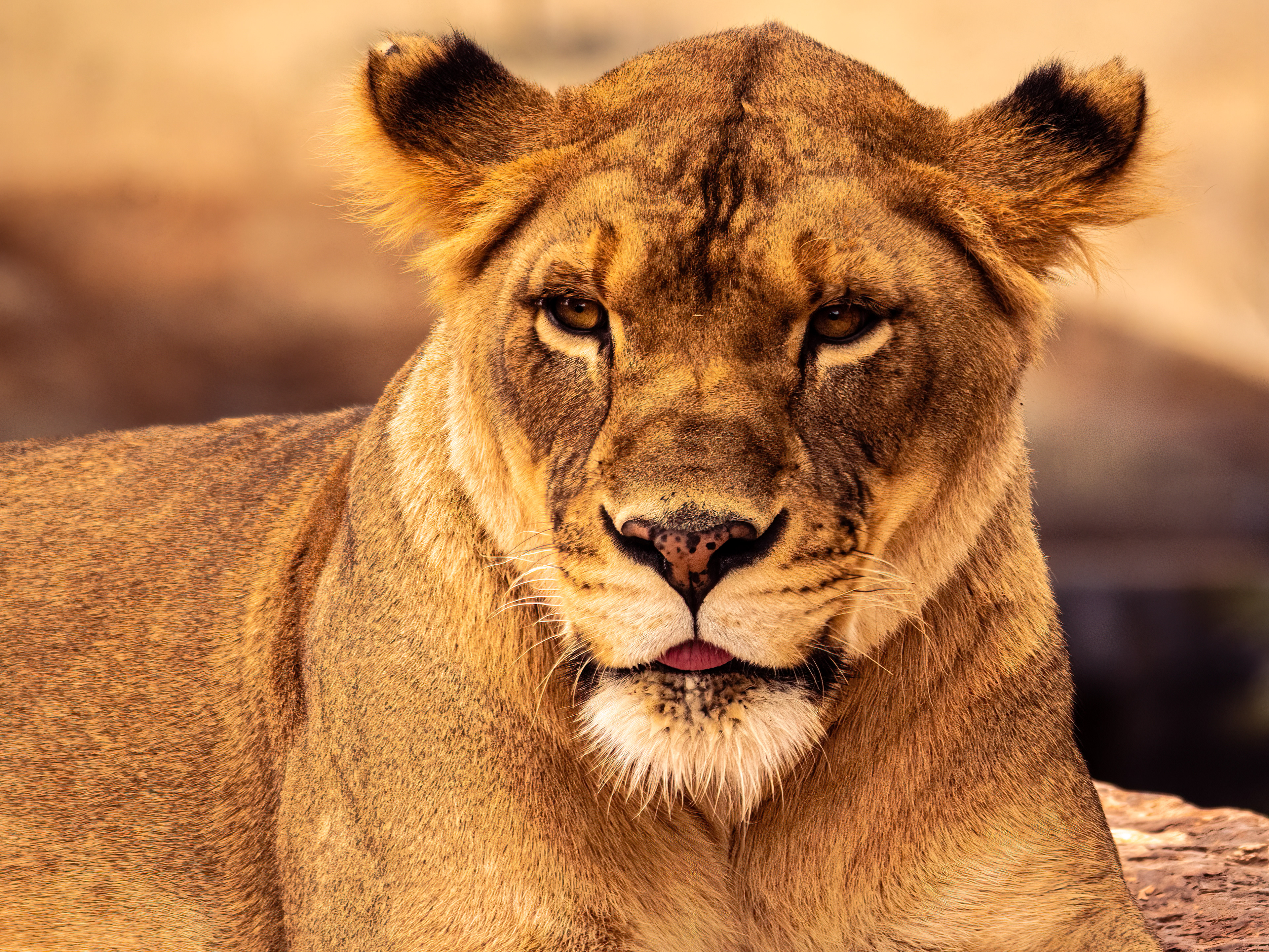 Lioness