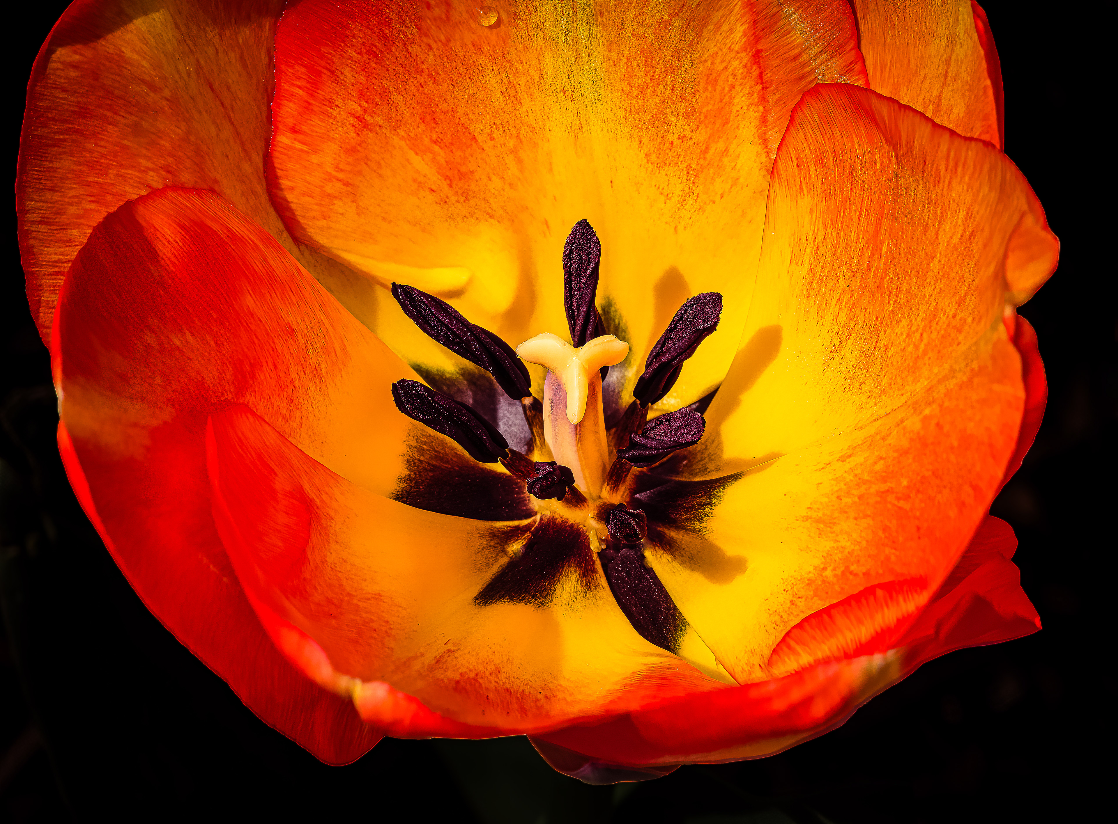 Tulip