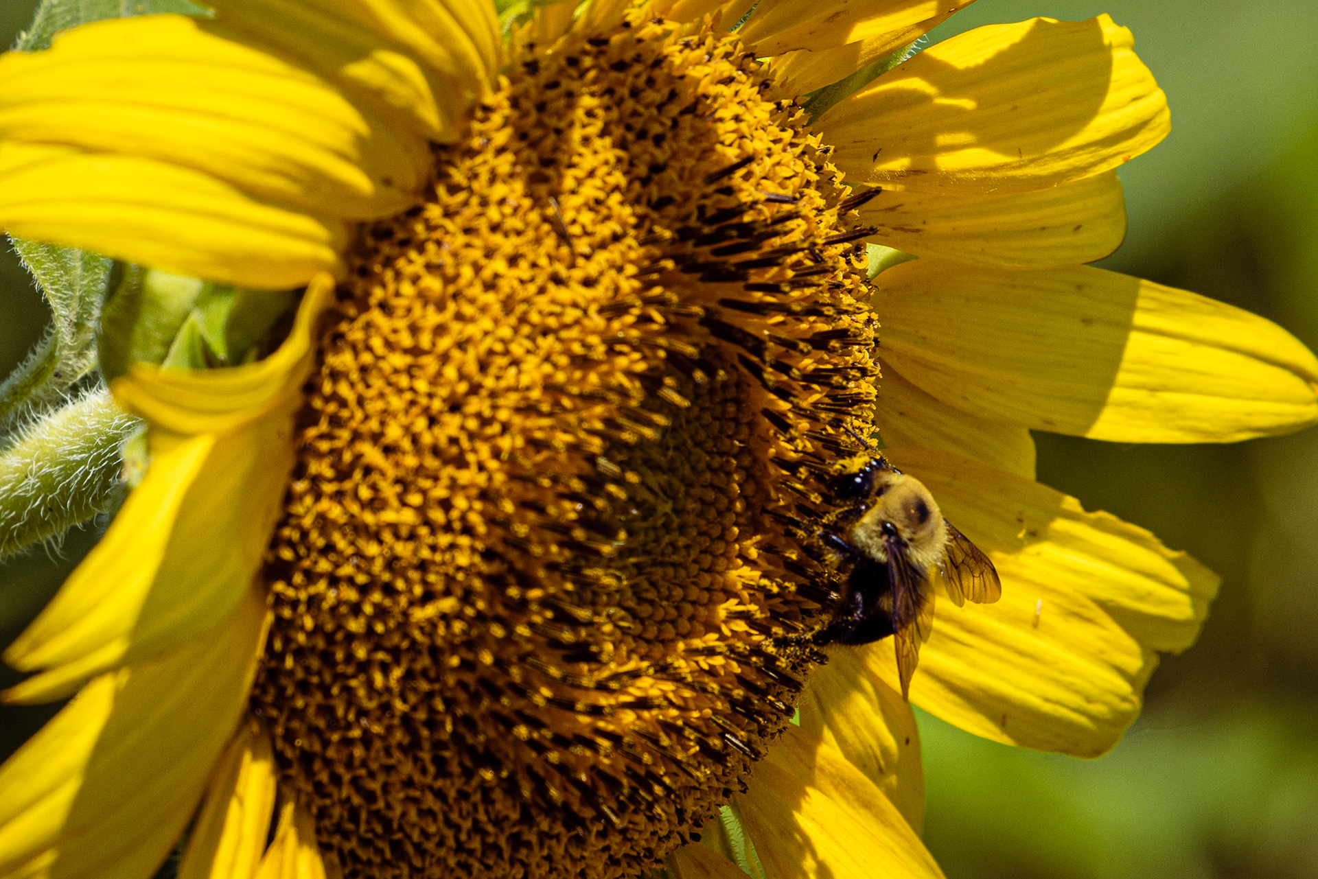 Bee on Sunflower
