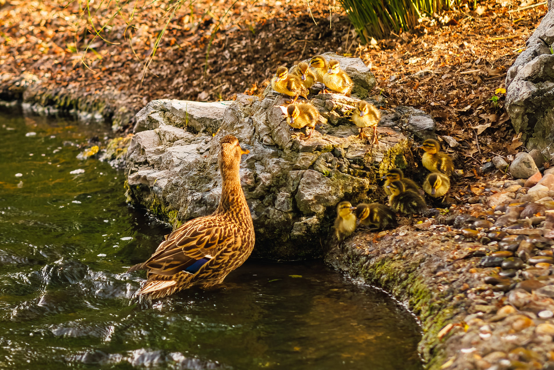 Mama Duck and Ducklings