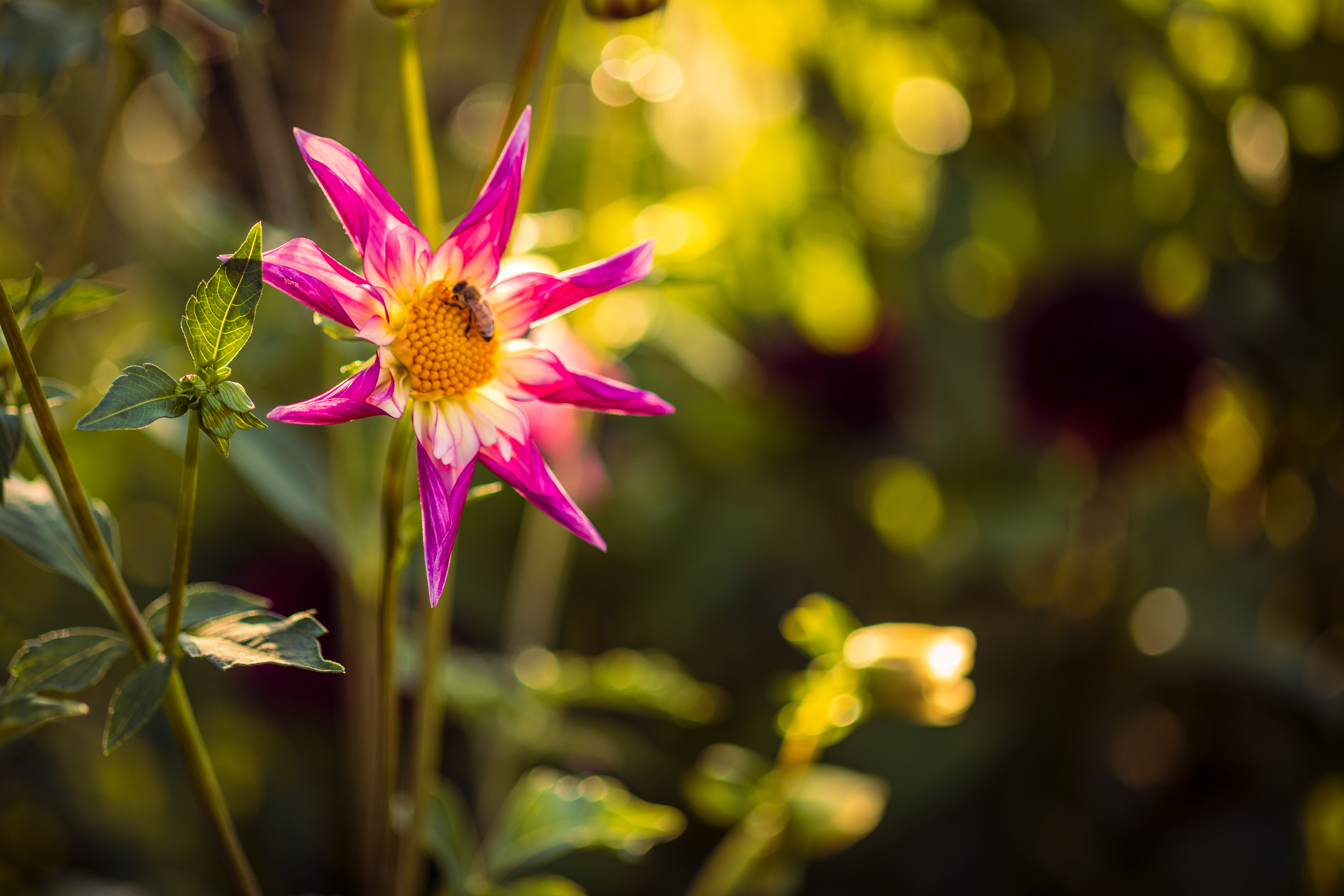 Bee on Flower