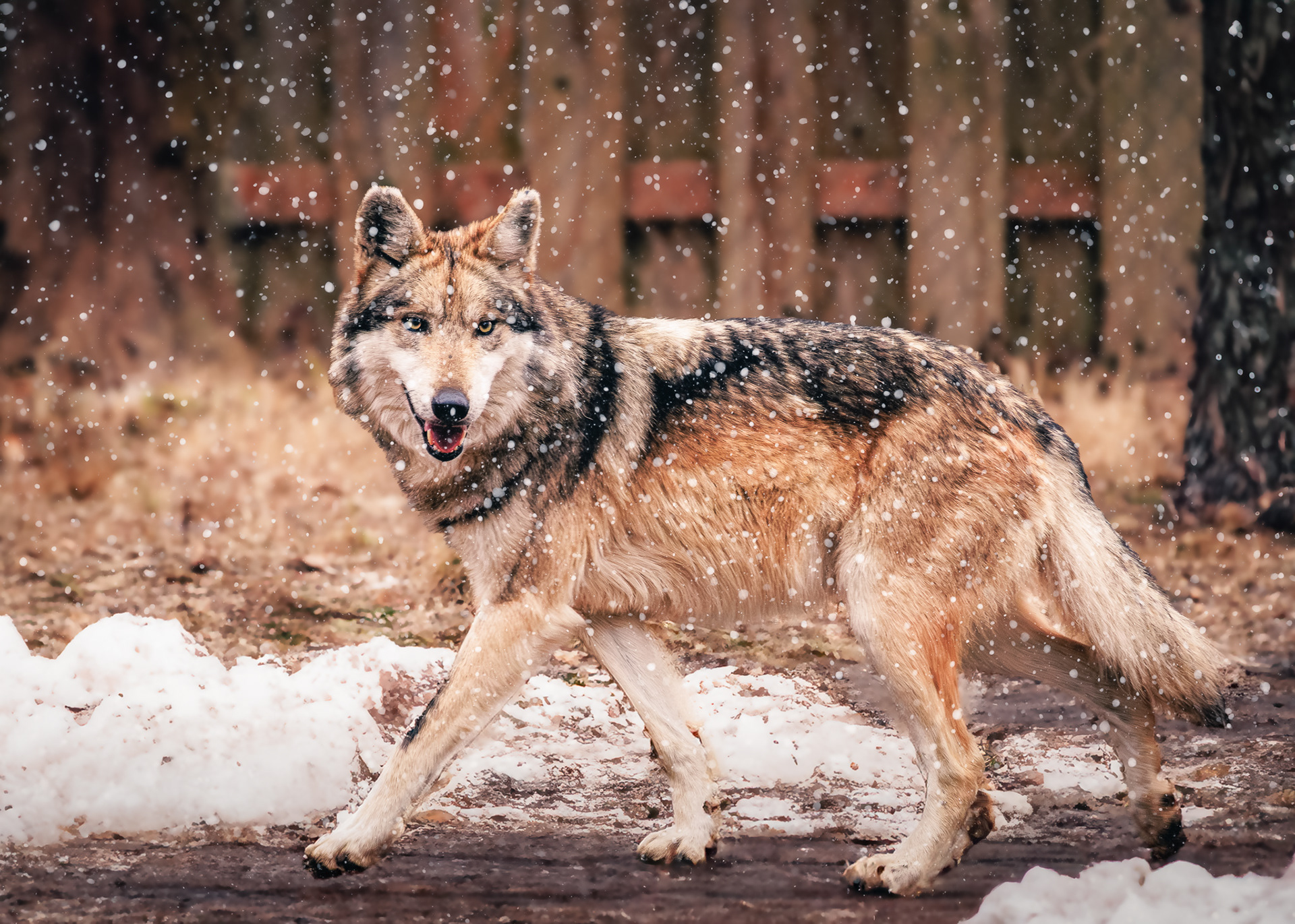 Steady Watch, Missouri