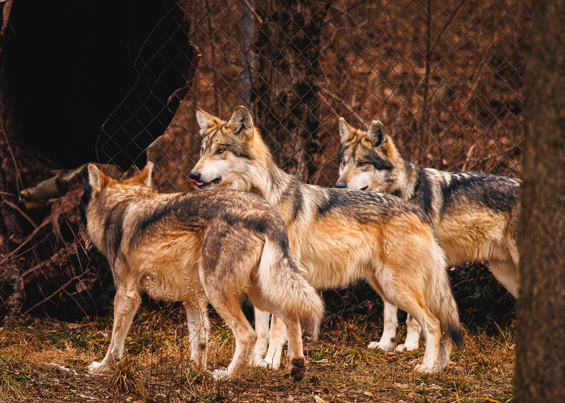 Wolf Brothers