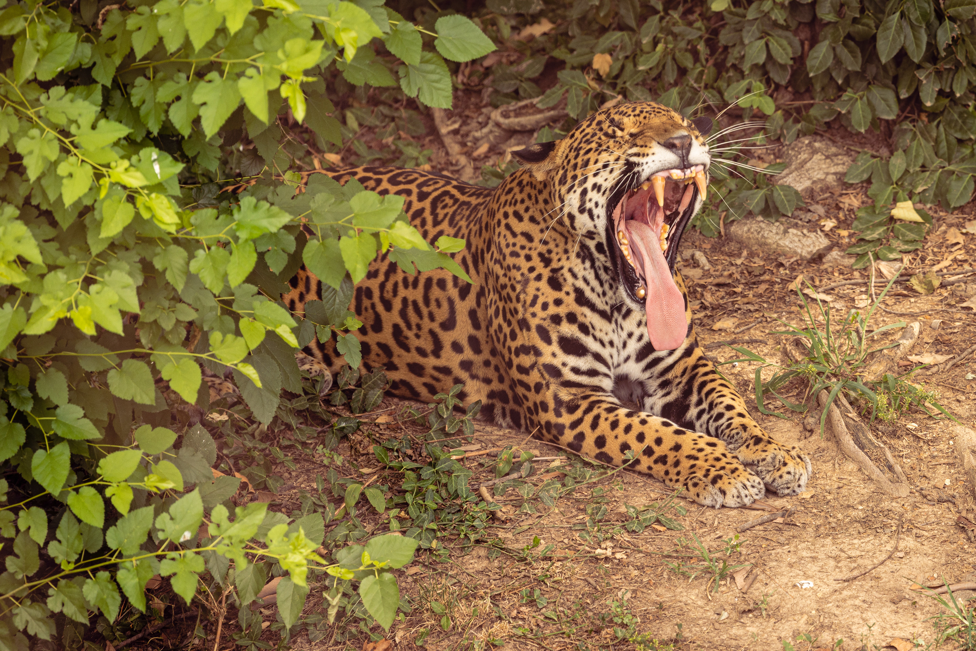 Leopard Yawning