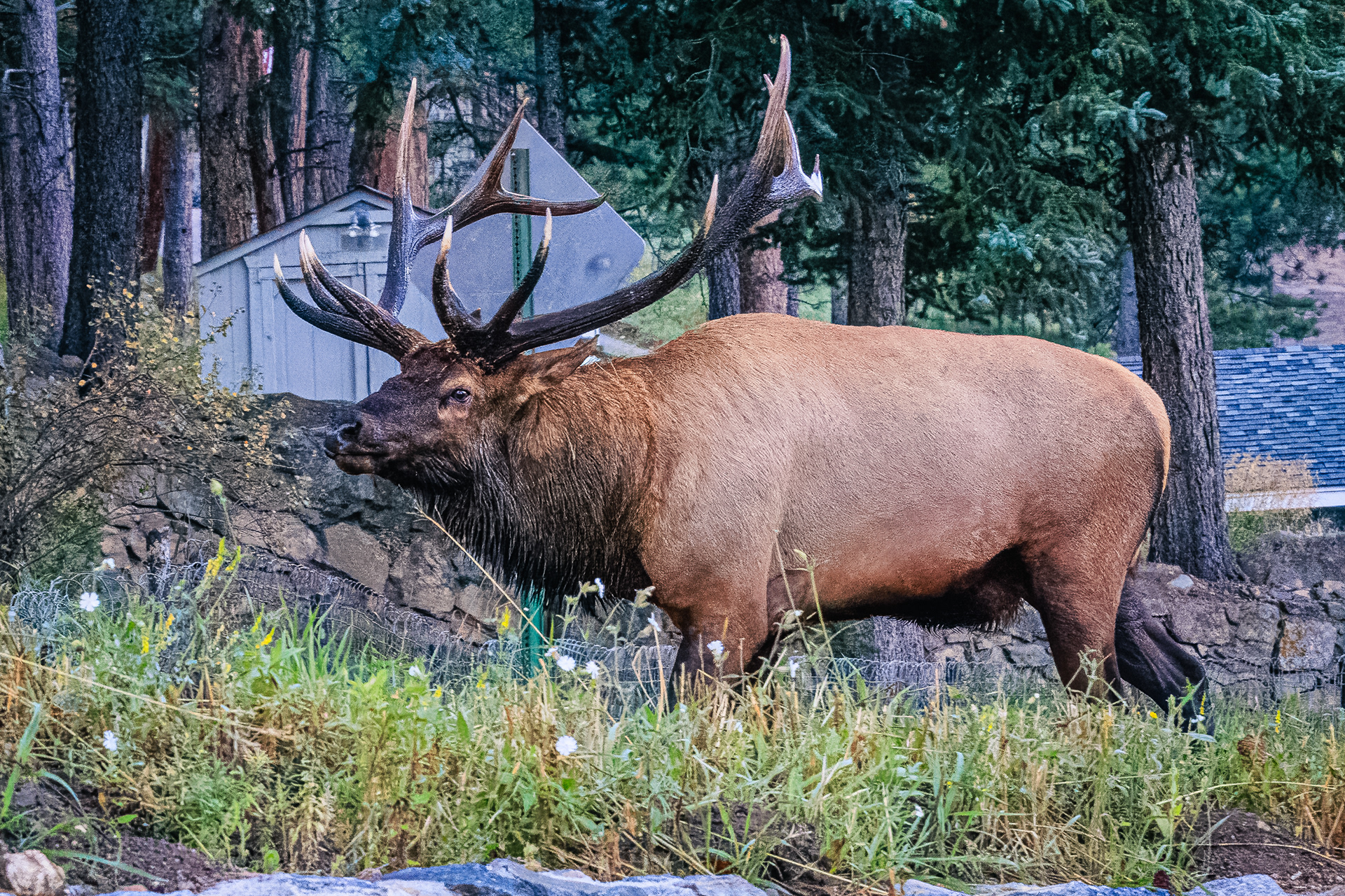 Elk near house