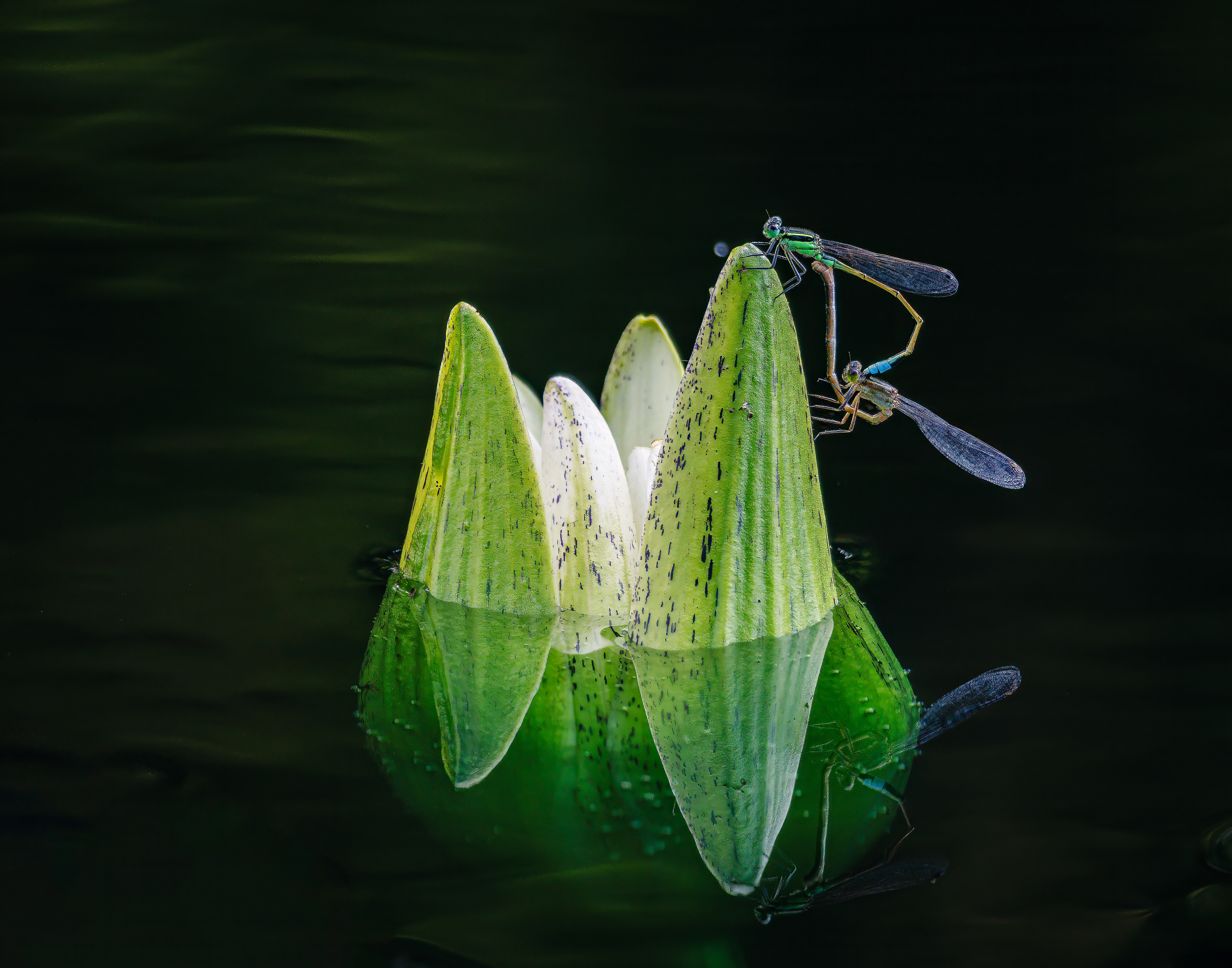 Macro Water Lily with Dragon Fly or Nymphs
