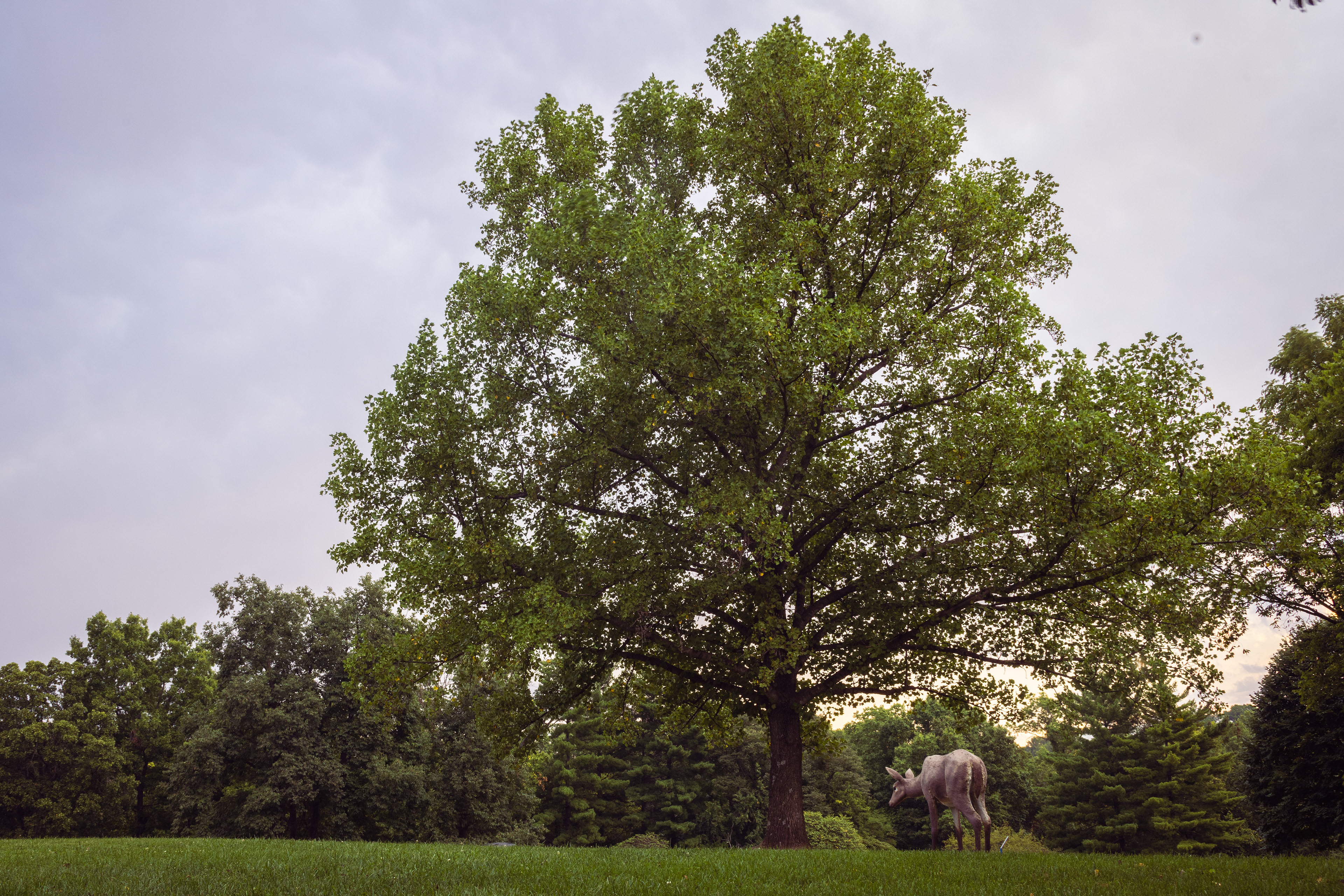 Lone Tree, Deer Sculpture, Laumeier Park