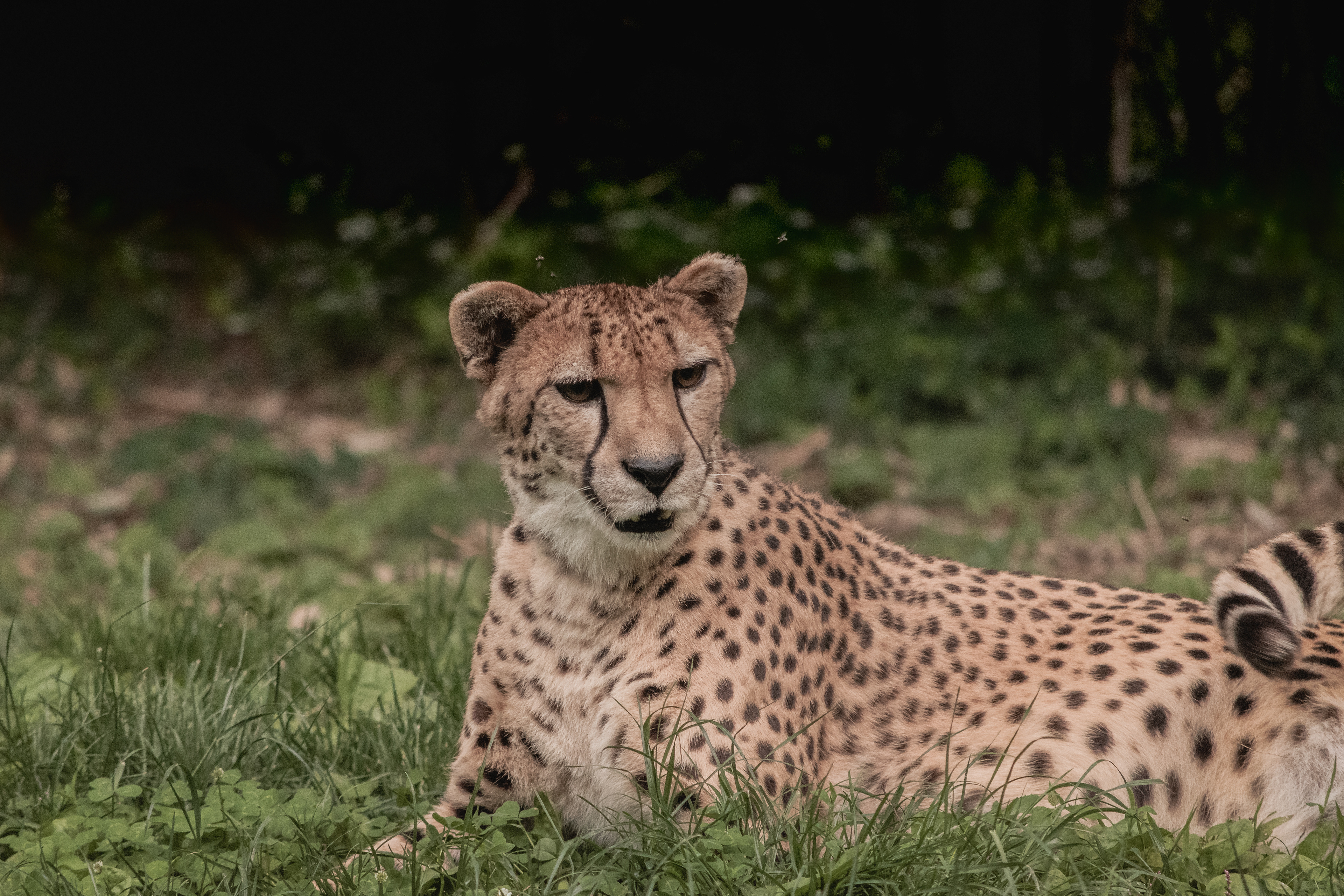 Cheetah resting