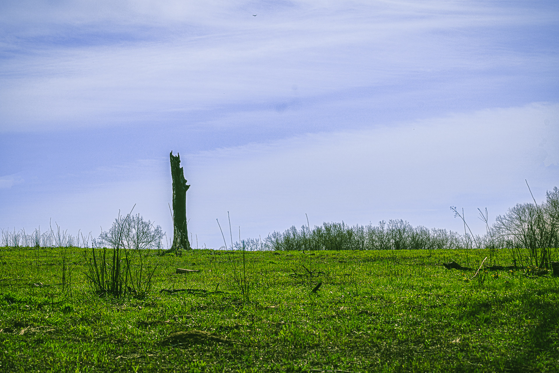 Lone Tree Stump