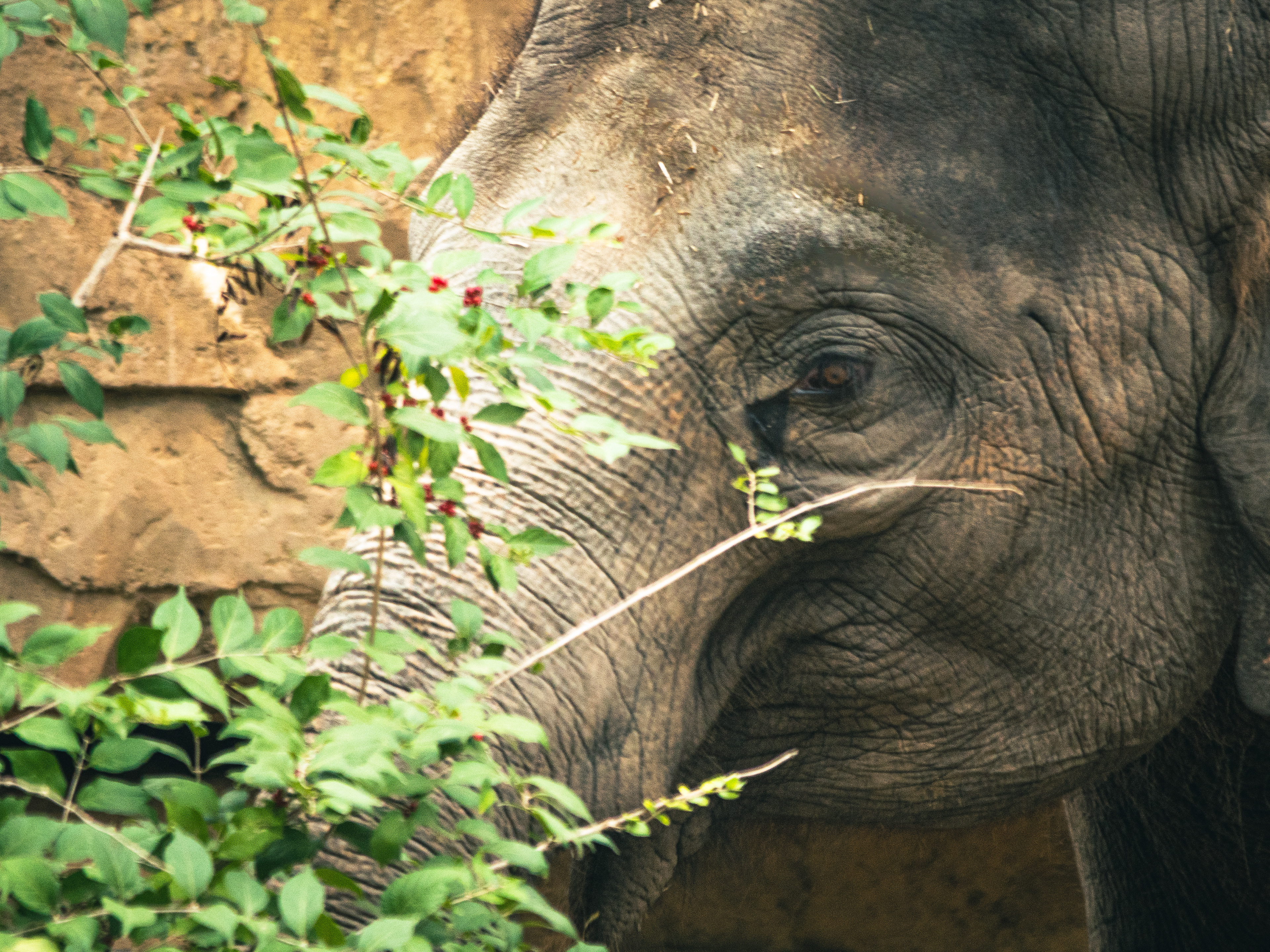 Hiding Elephant