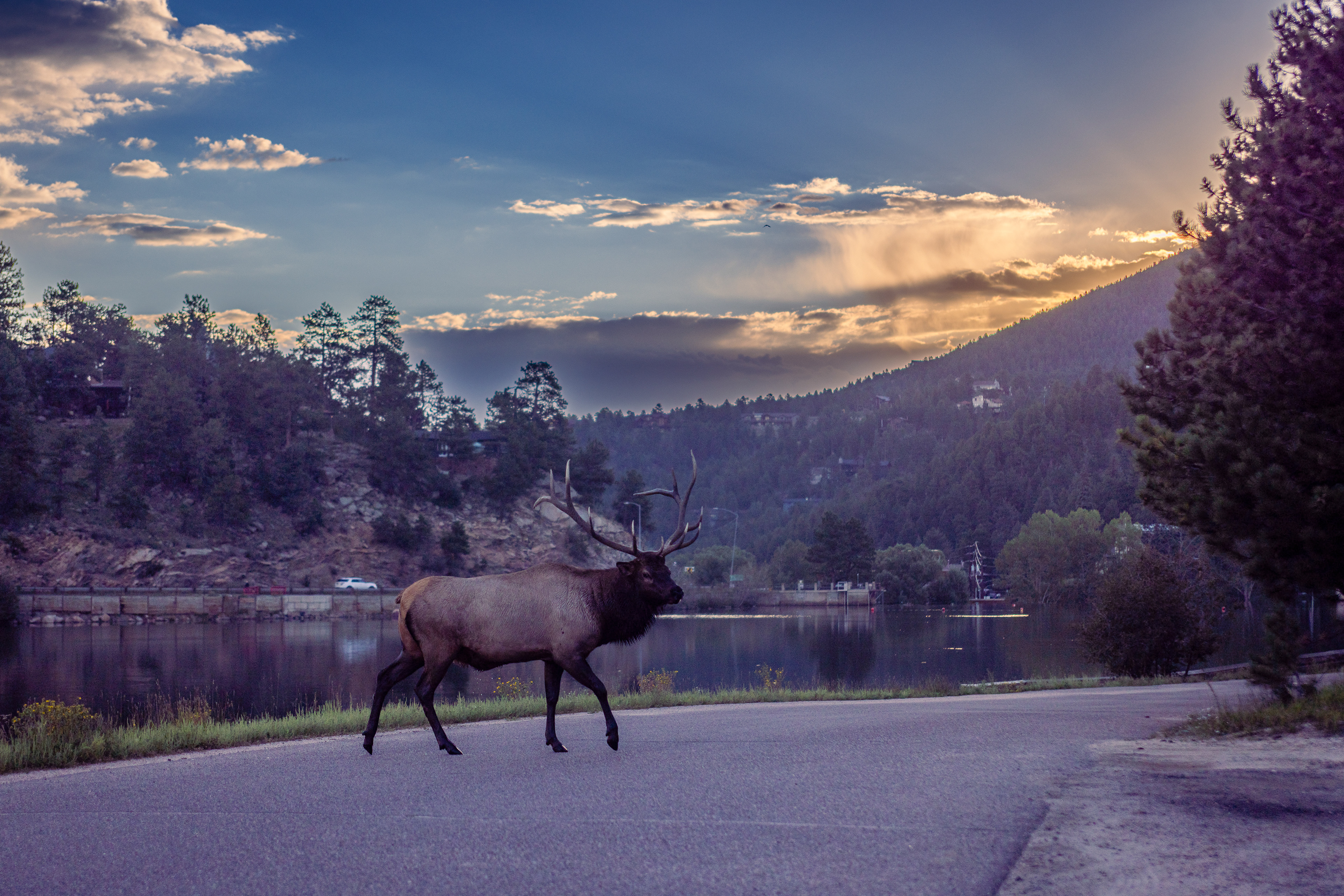 Elk crossing road