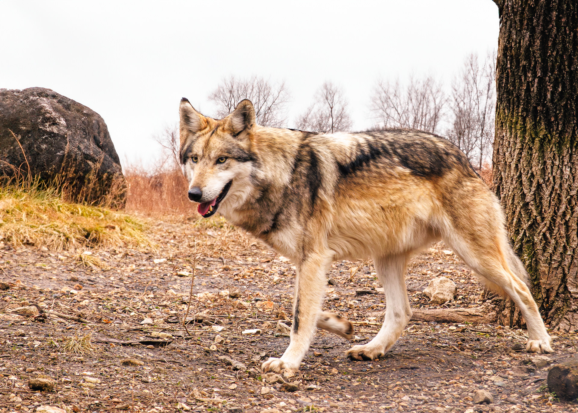 Wolf