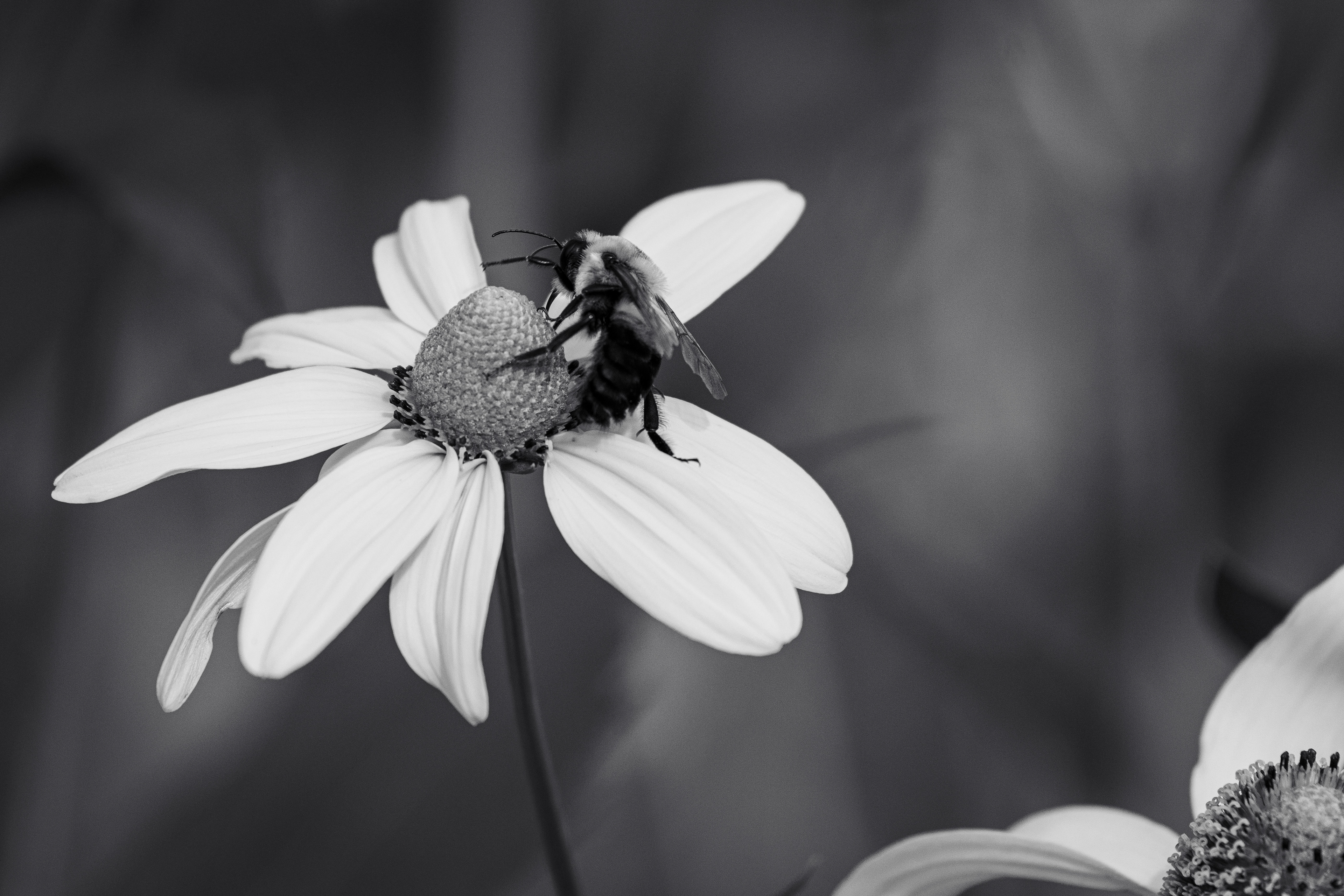 Monochrome daisy with bee