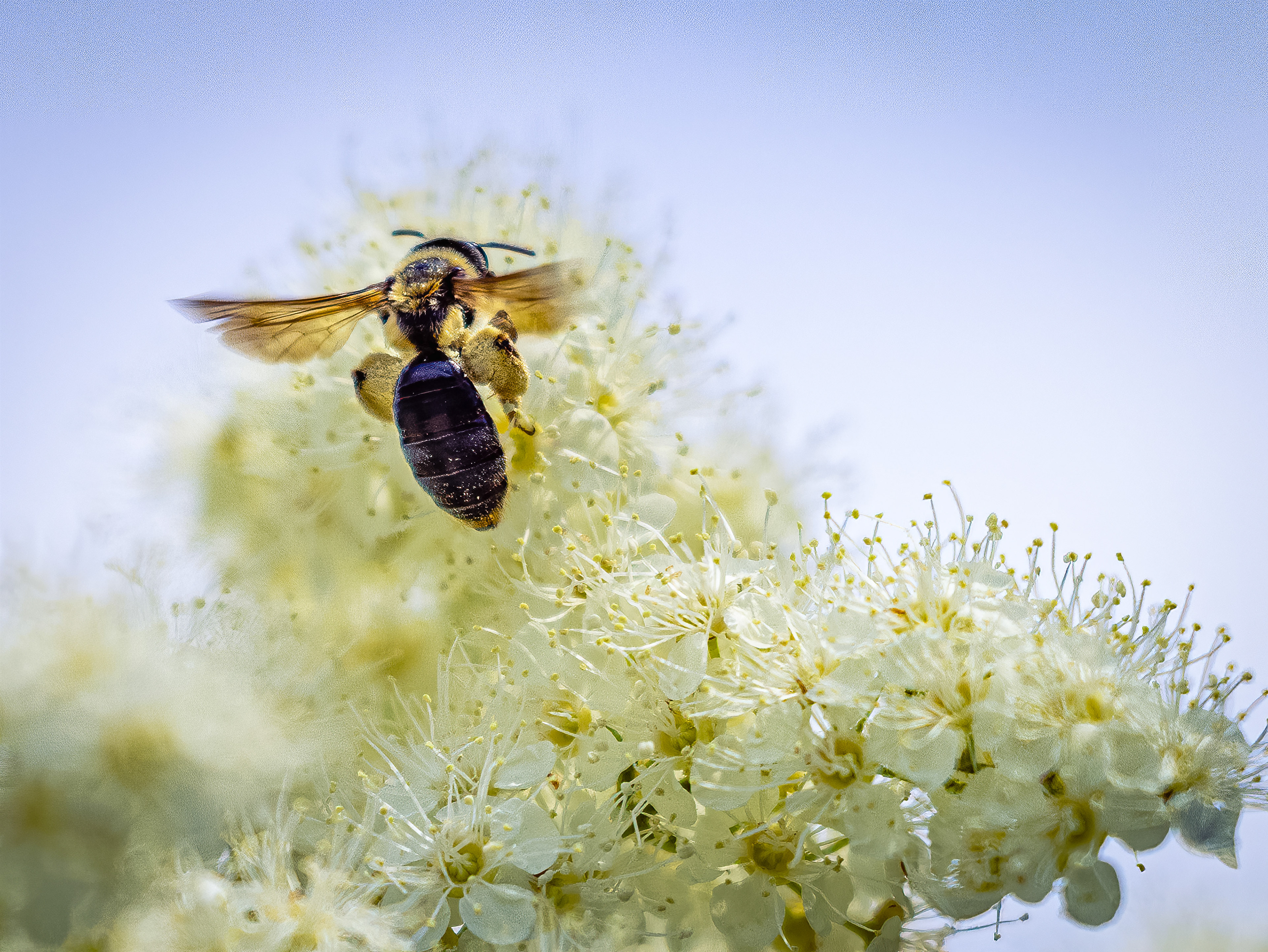 Bee
