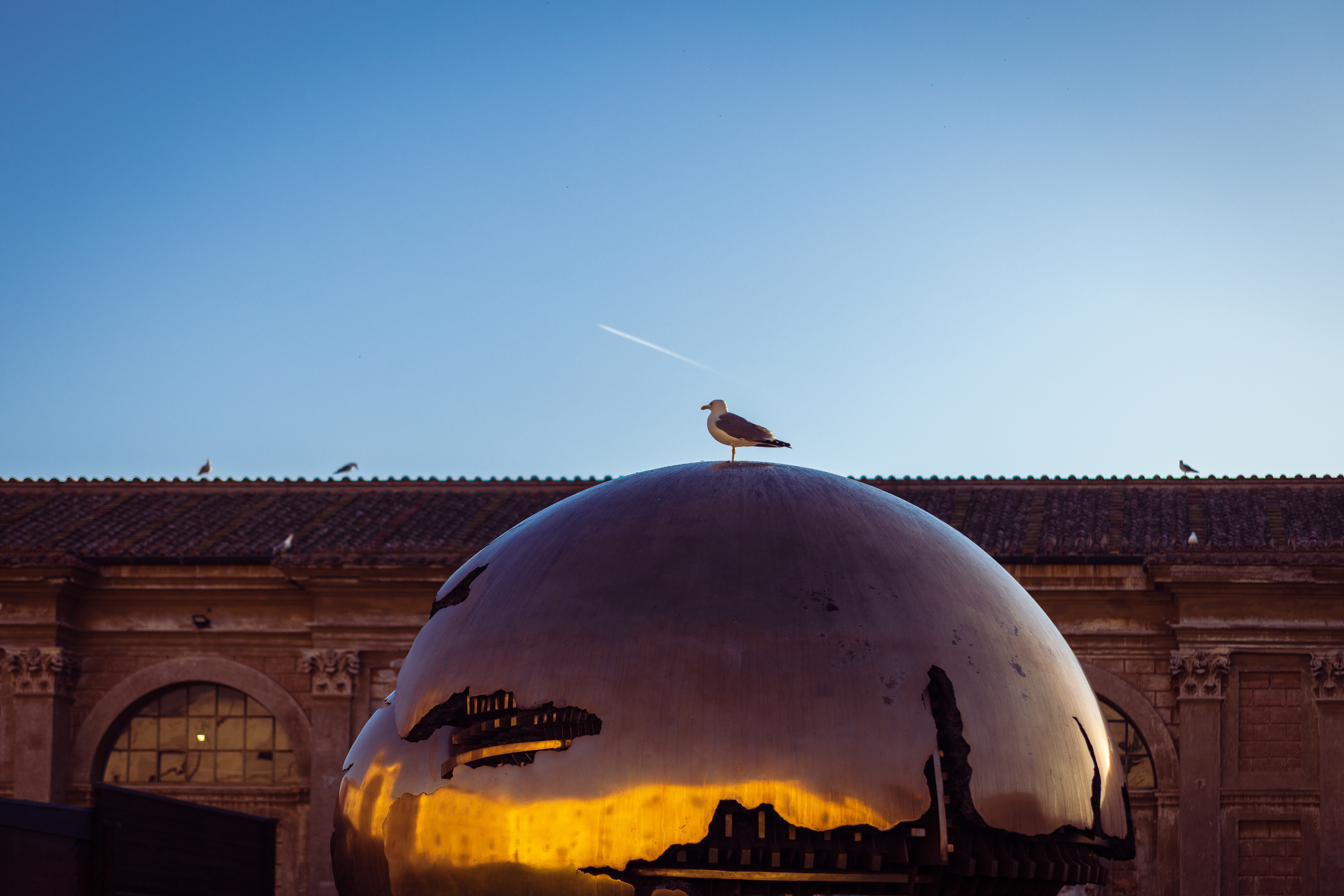 Seagull atop the Vatican