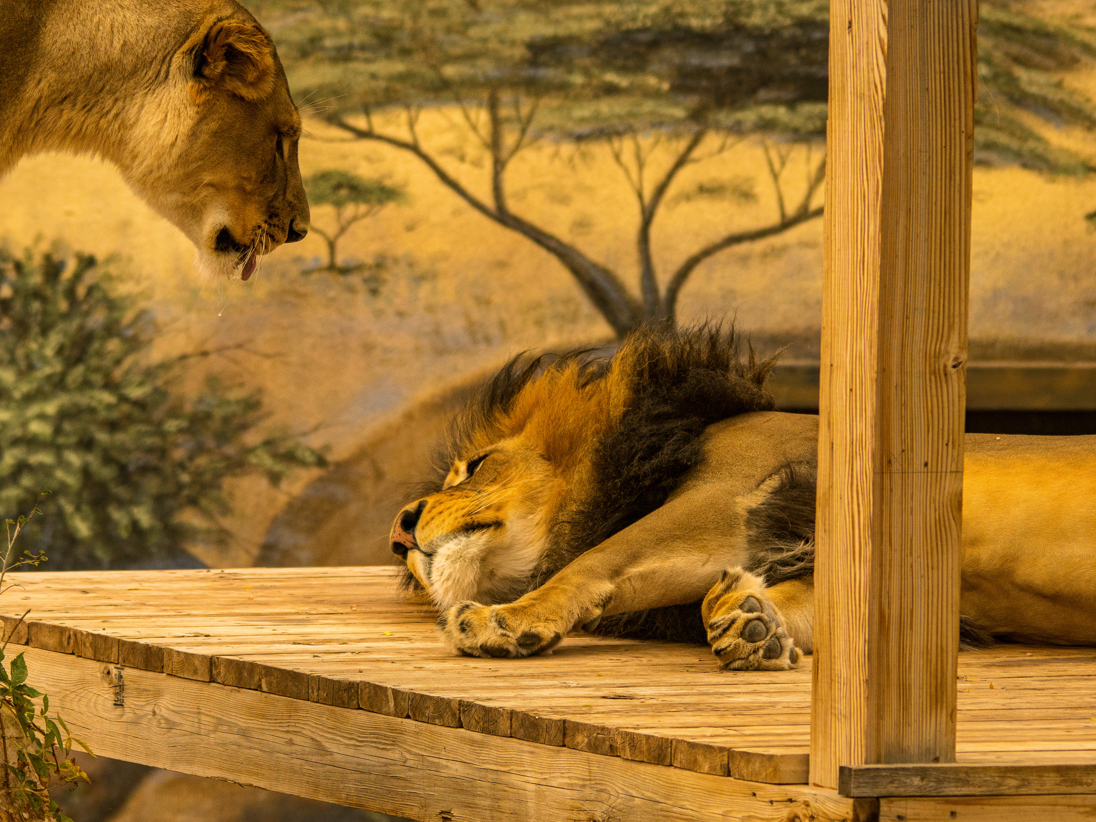 Lioness telling her husband to get up and hunt!
