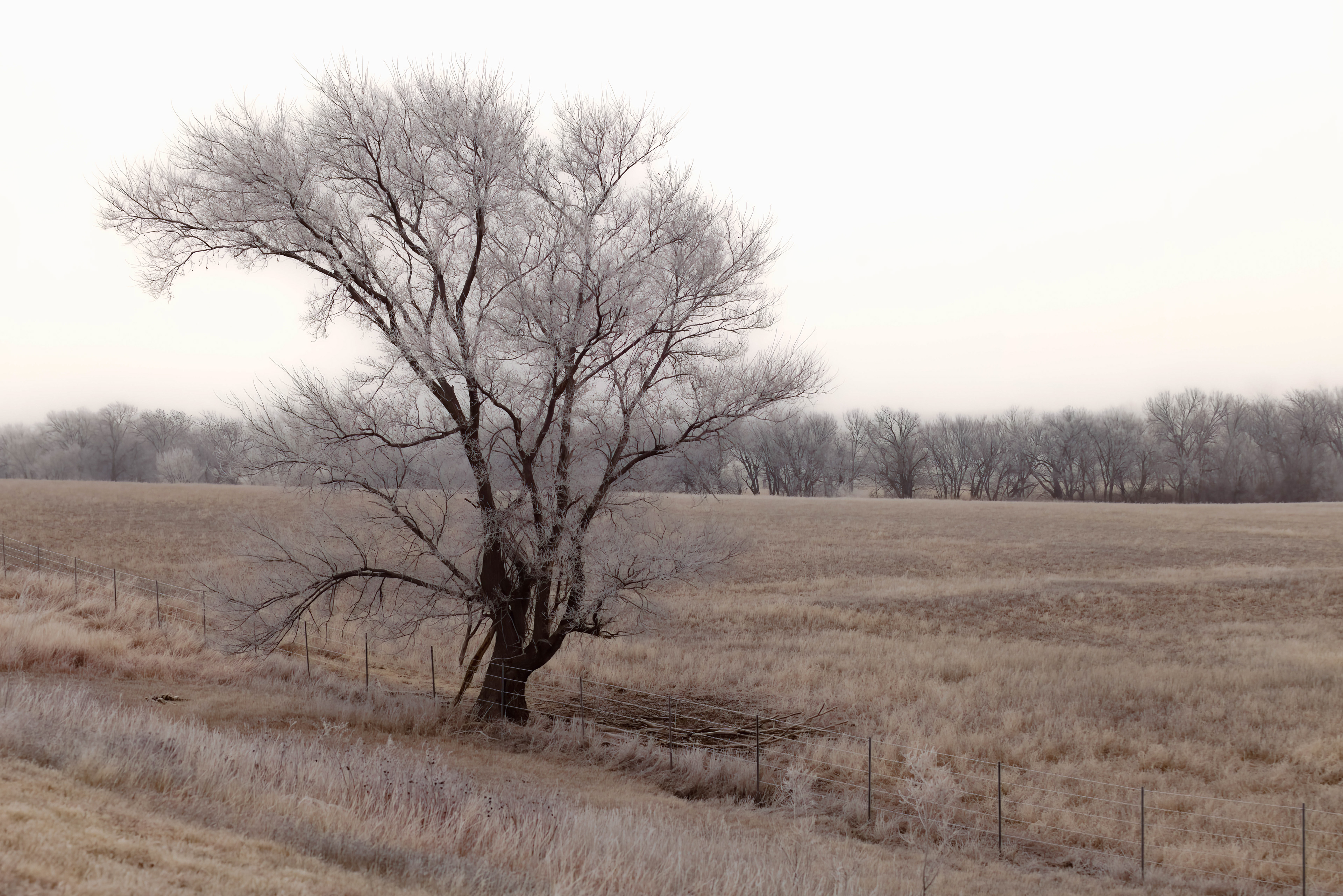 Ice Fog, Lone Tree, Kansas