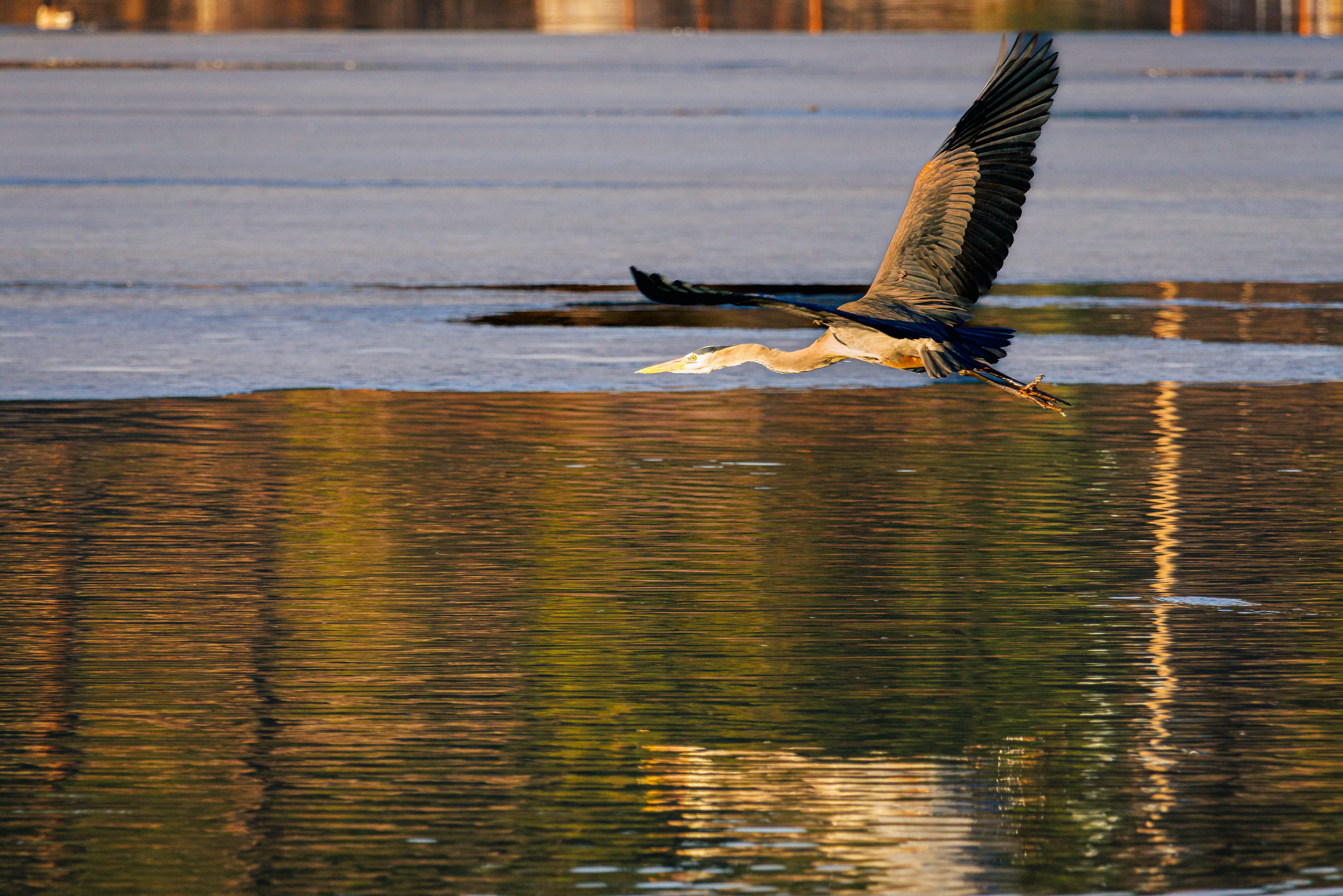 Great Blue Heron Flying over a semi frozen lake