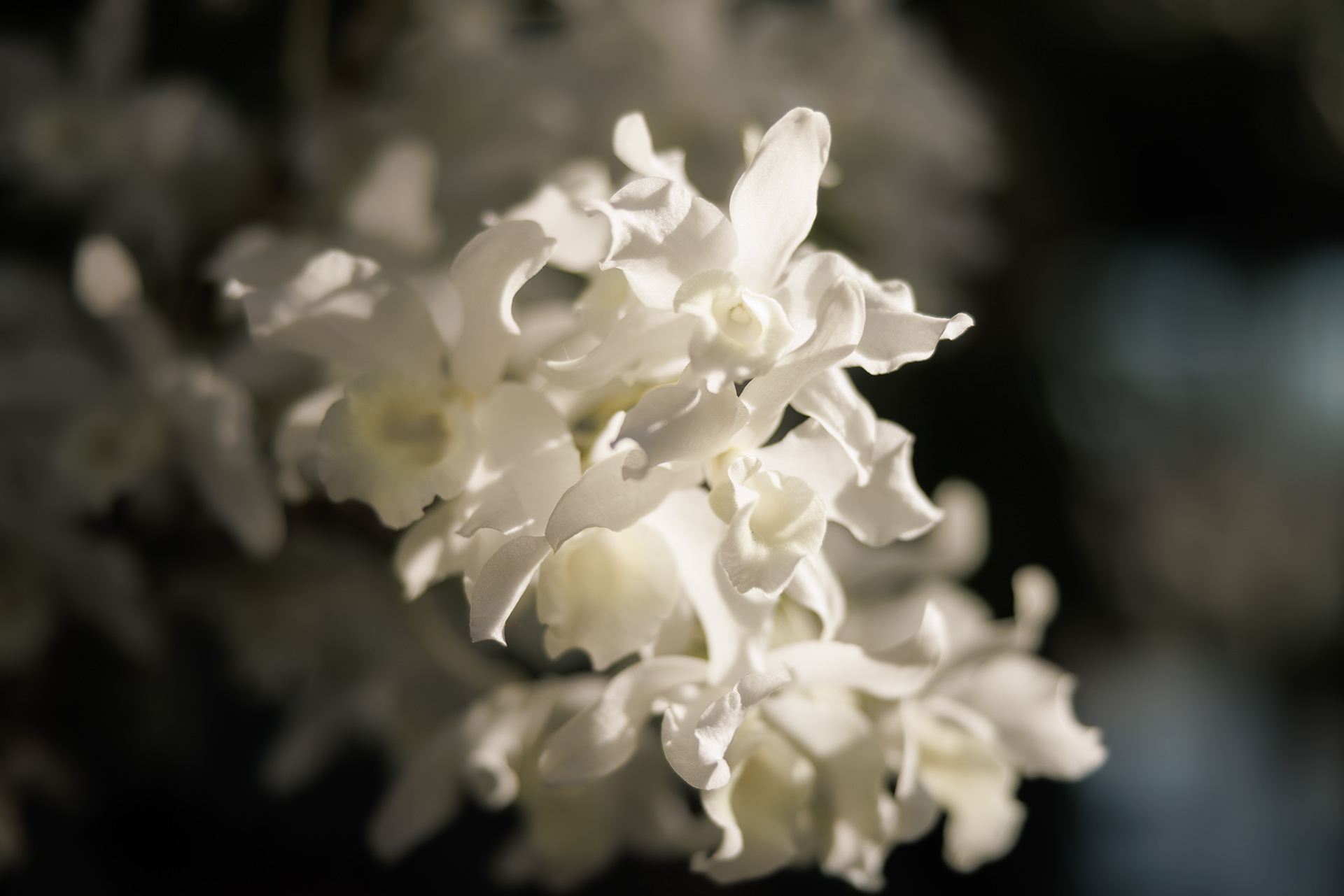 Orchid, St Louis, Missouri