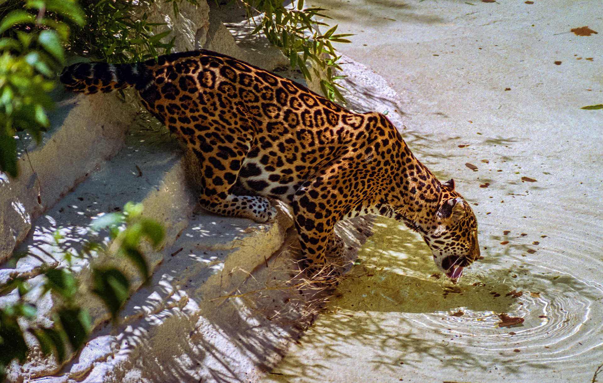 Leopard Drinking