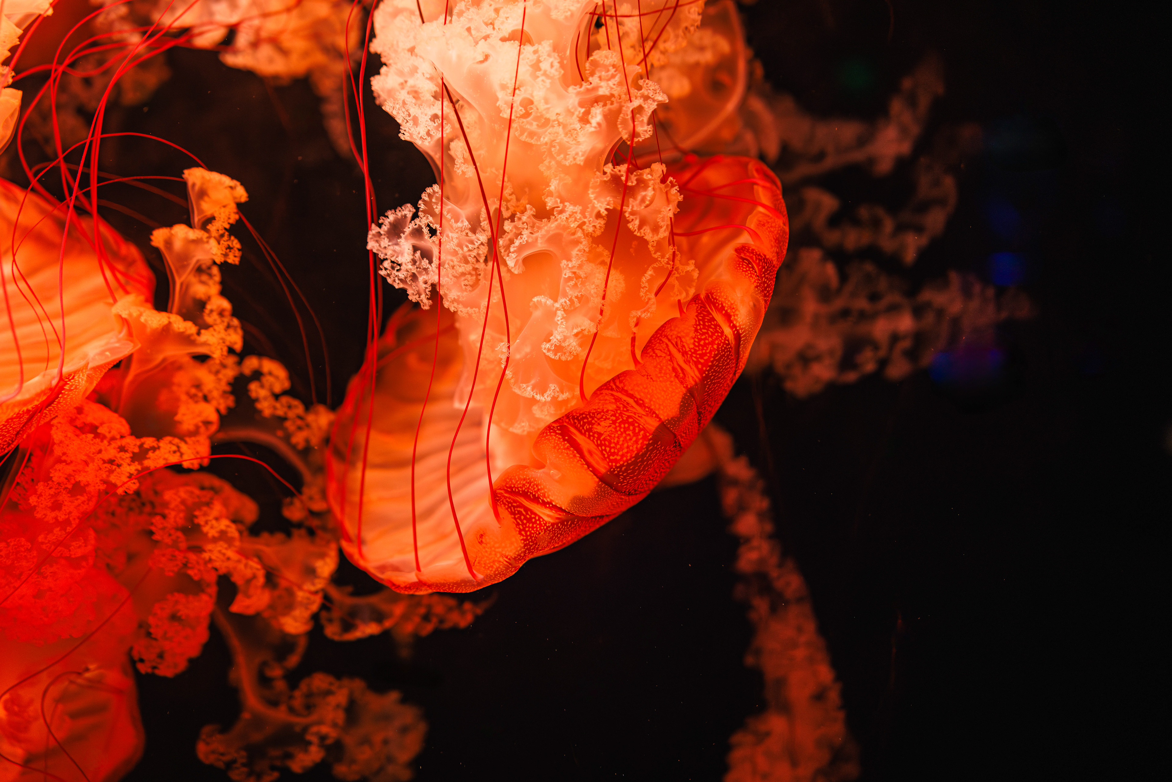 Jelly Fish - Bass Pro Shop Aquarium