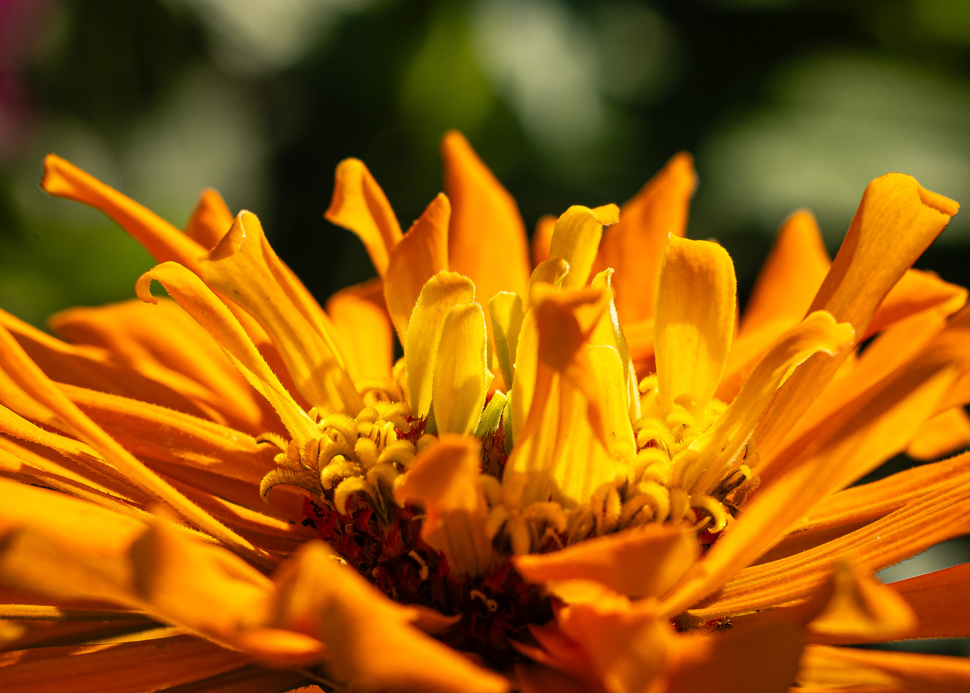 Macro Zinnia