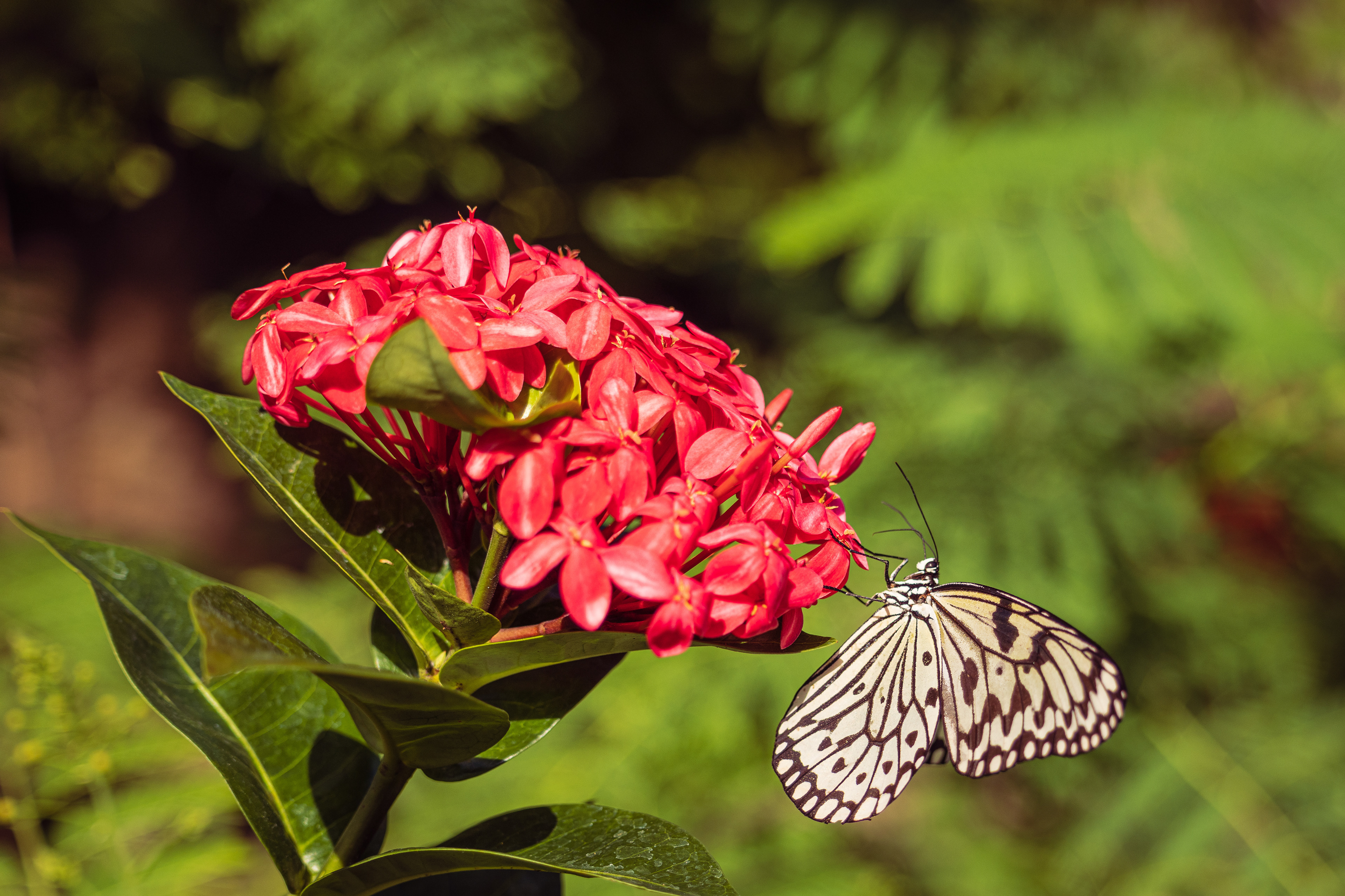 Saint Louis Zoo - Butterfly House