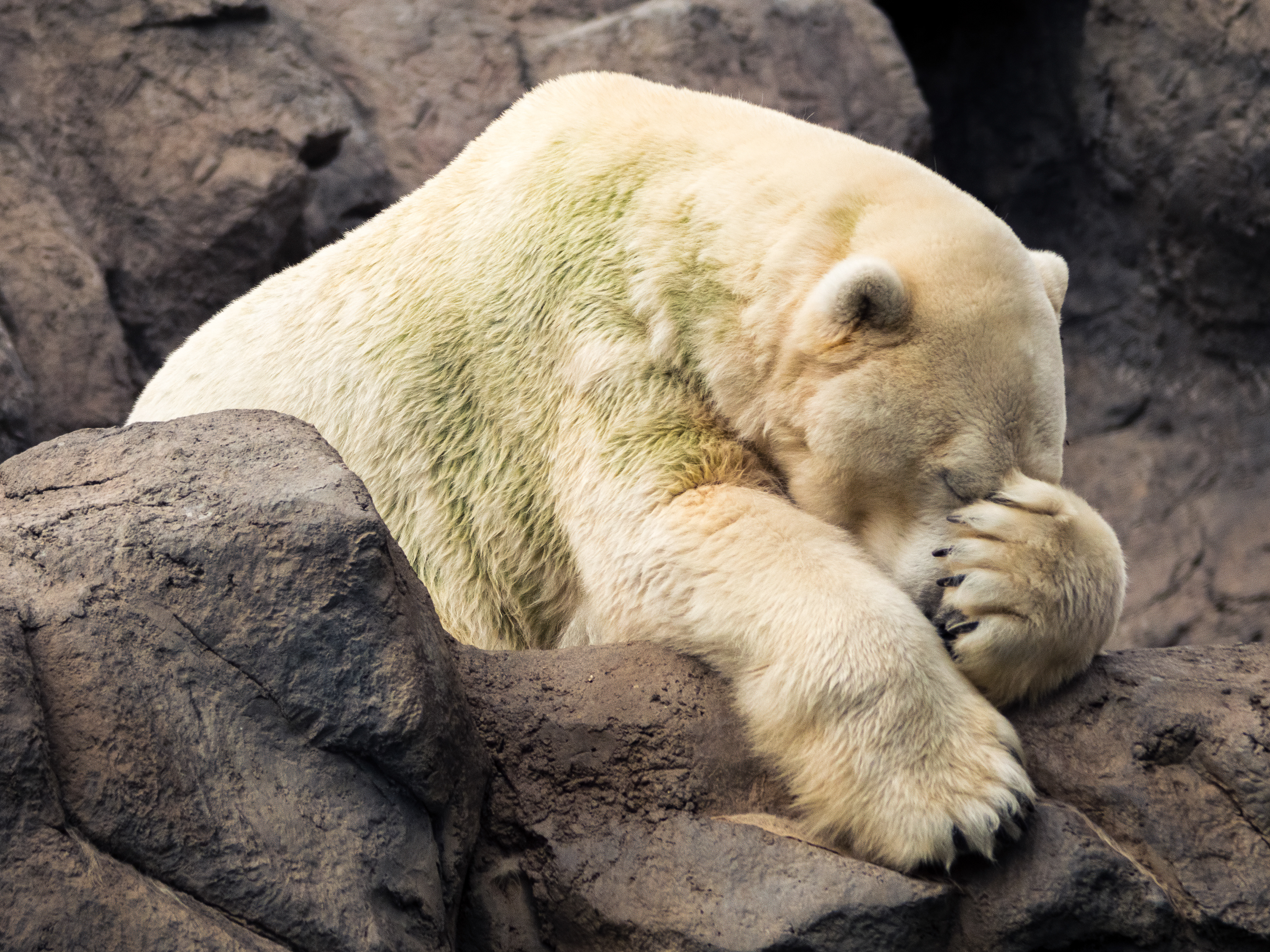 Polar Bear